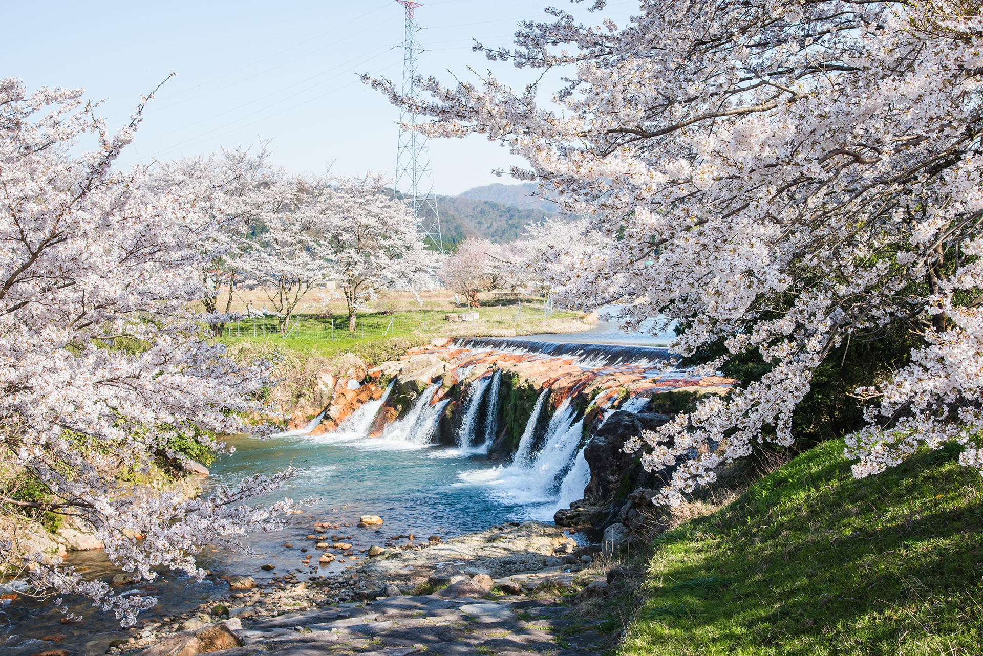 小松・十二が滝の桜