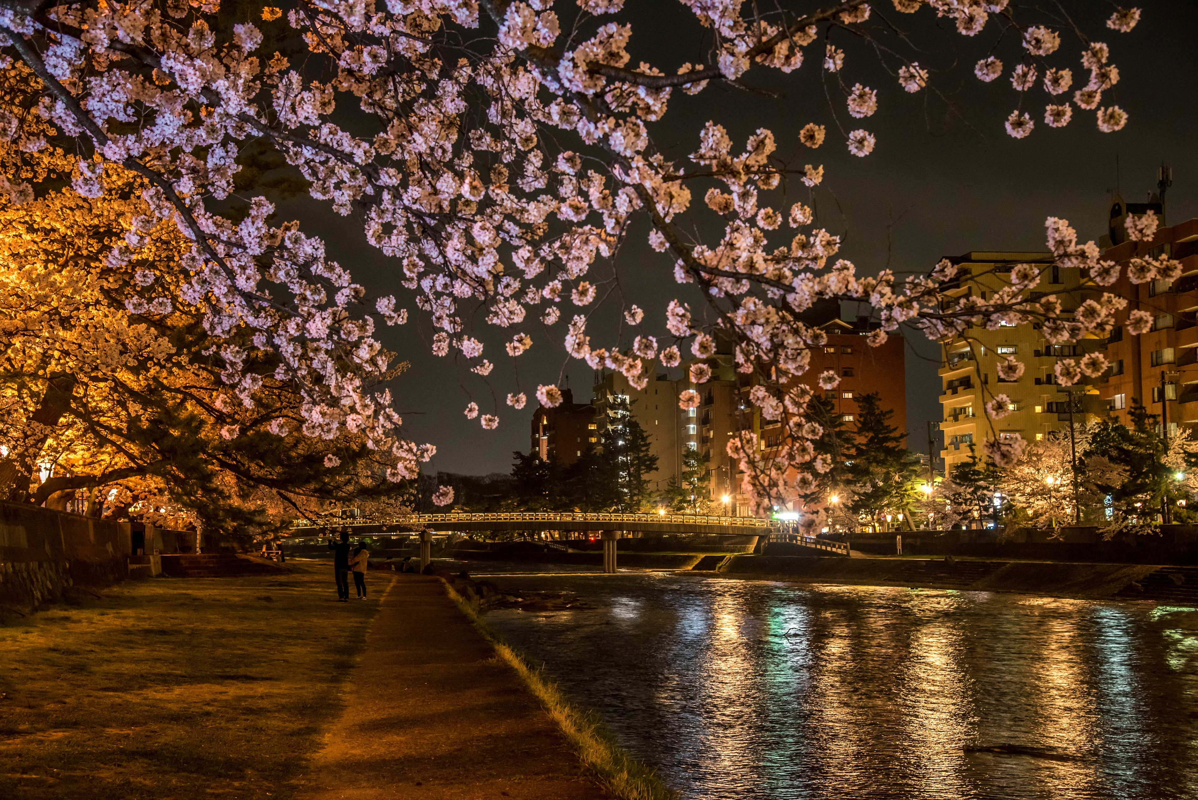 浅野川梅の橋と夜桜