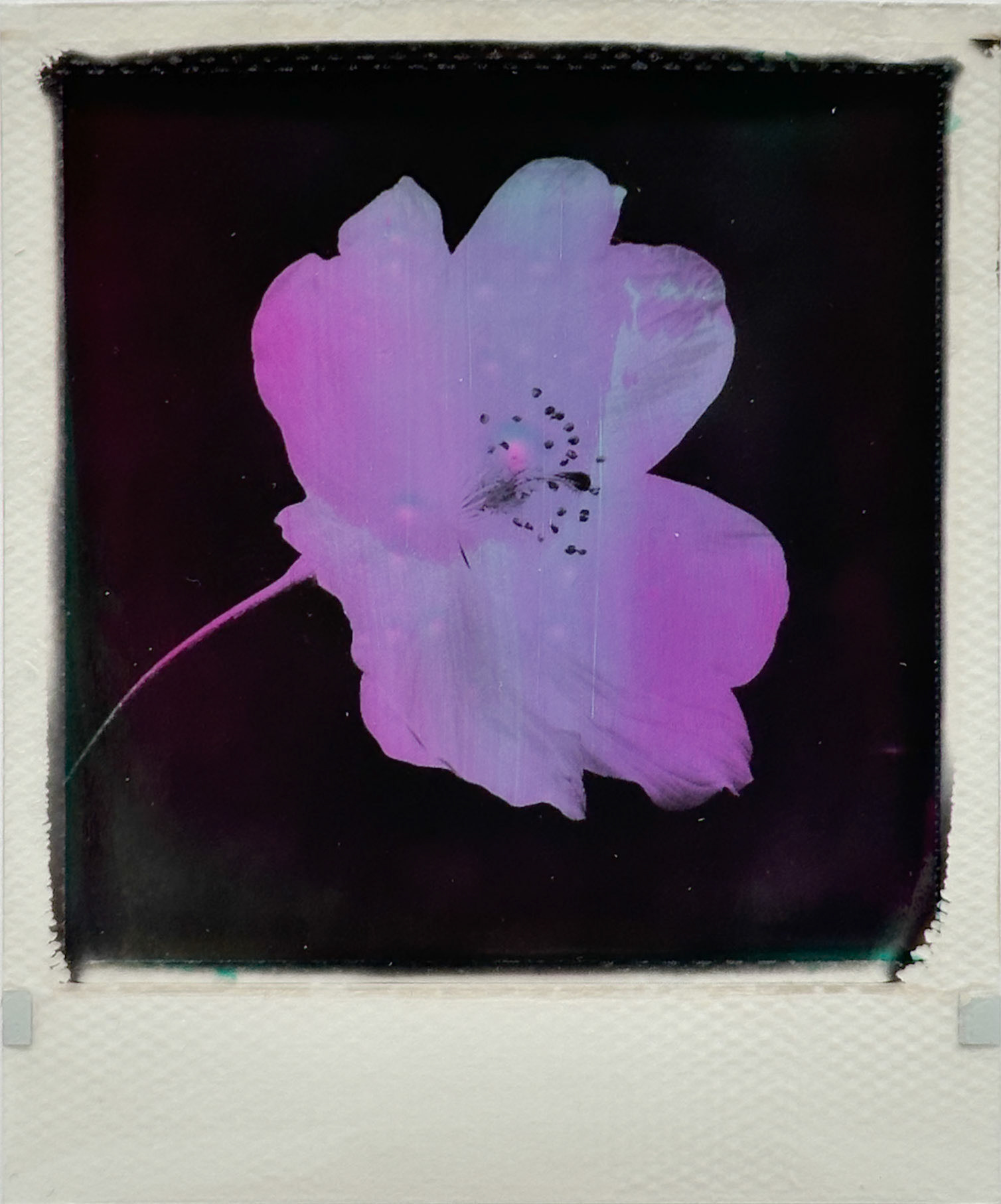 Blume