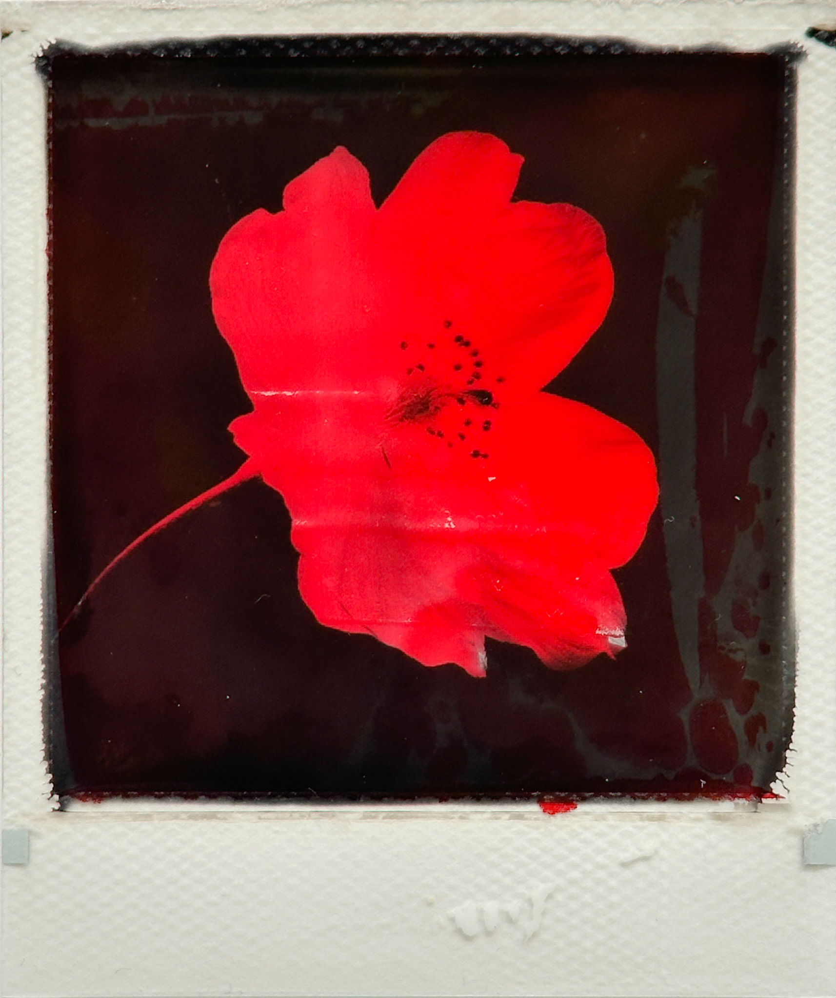 Blume