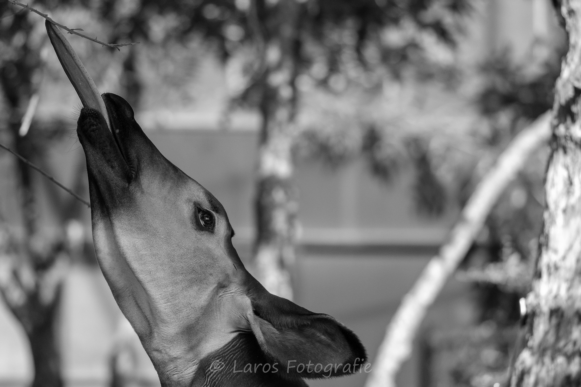 Okapi