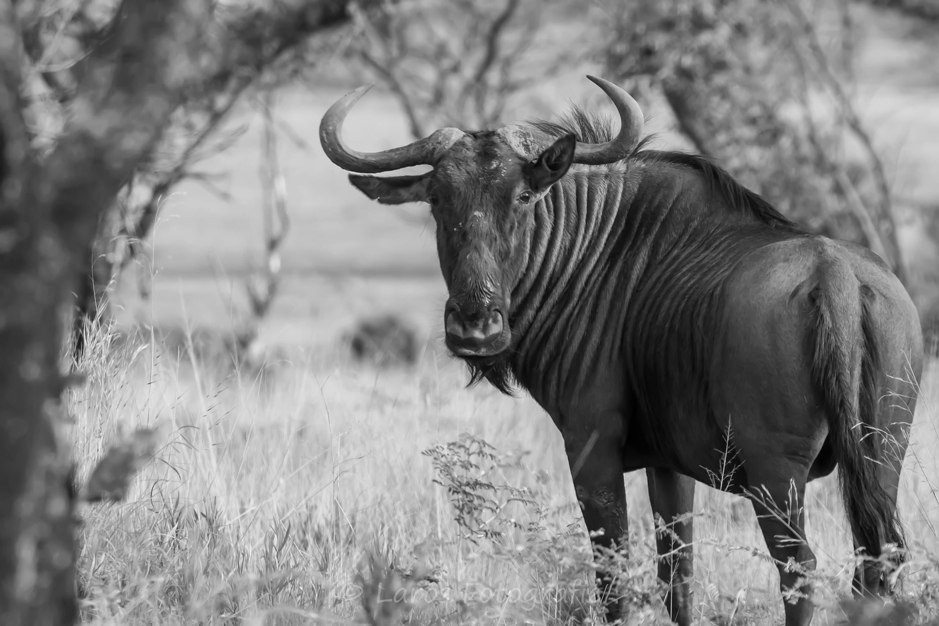 Blue beast | Zuid-Afrika