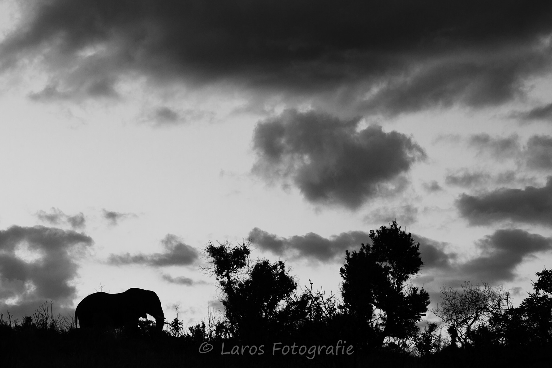 Olifant | Zuid-Afrika