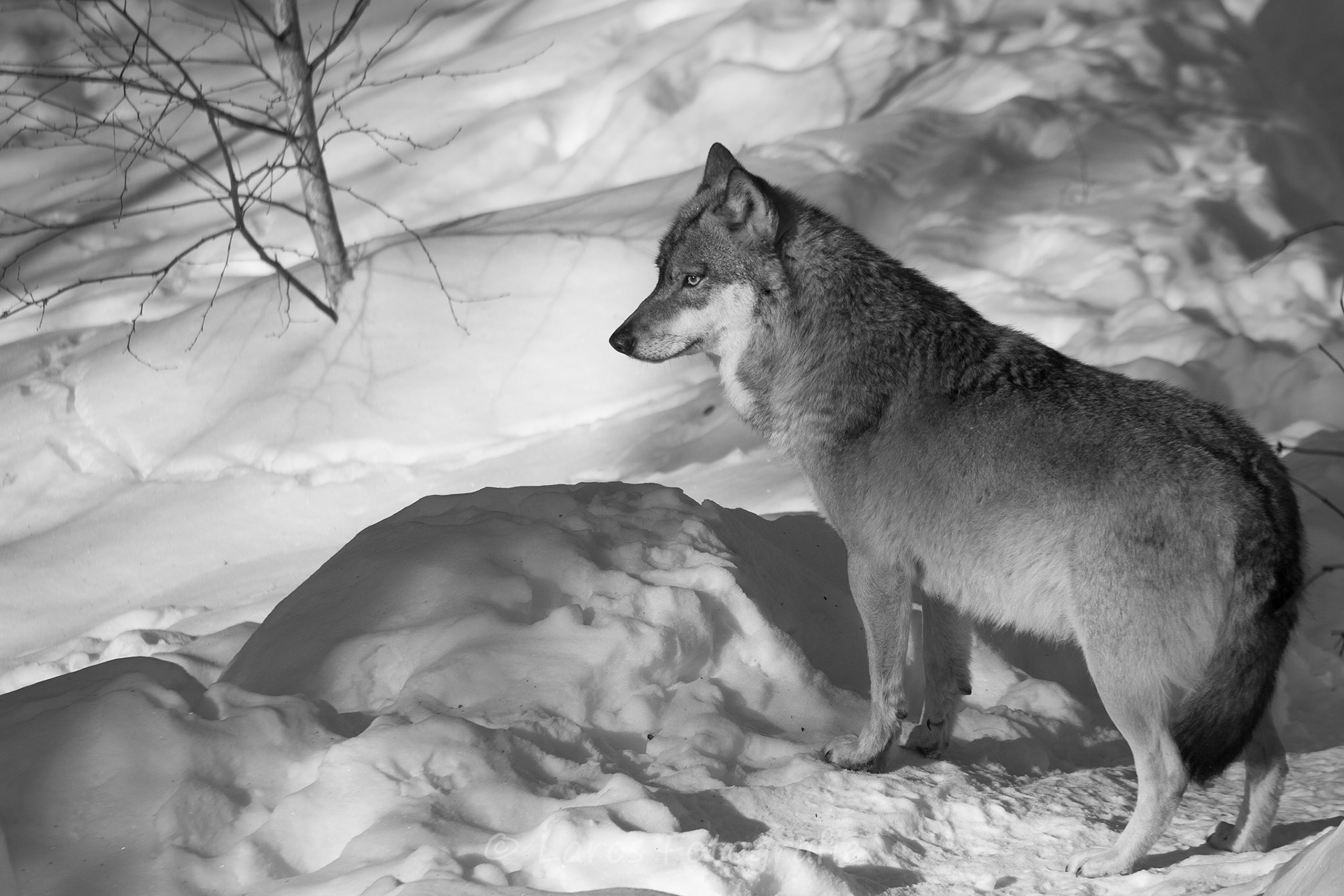 Wolf | Bayerische Wald