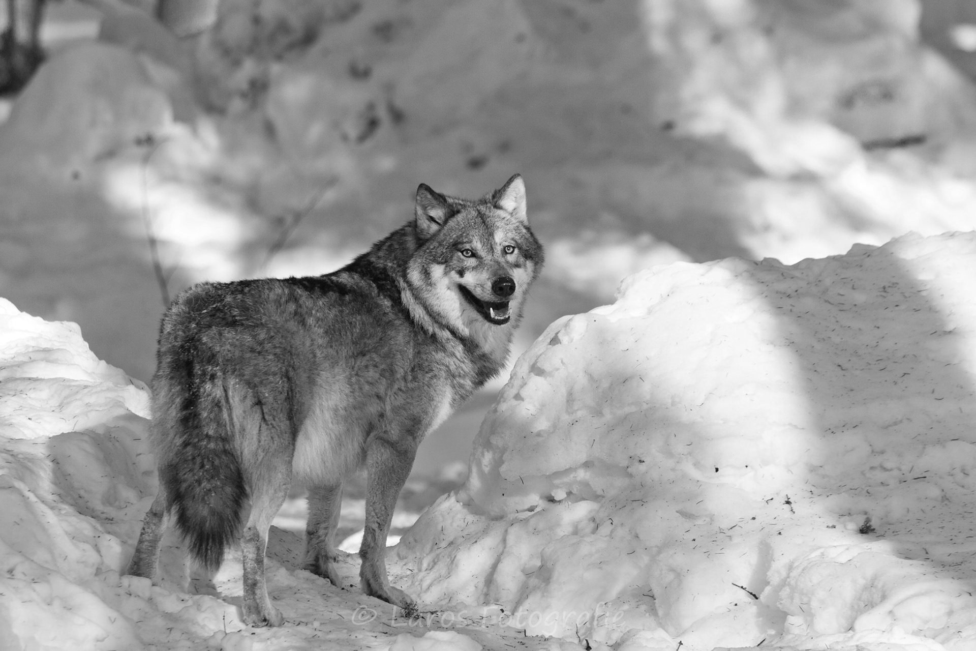 Wolf | Bayerische Wald