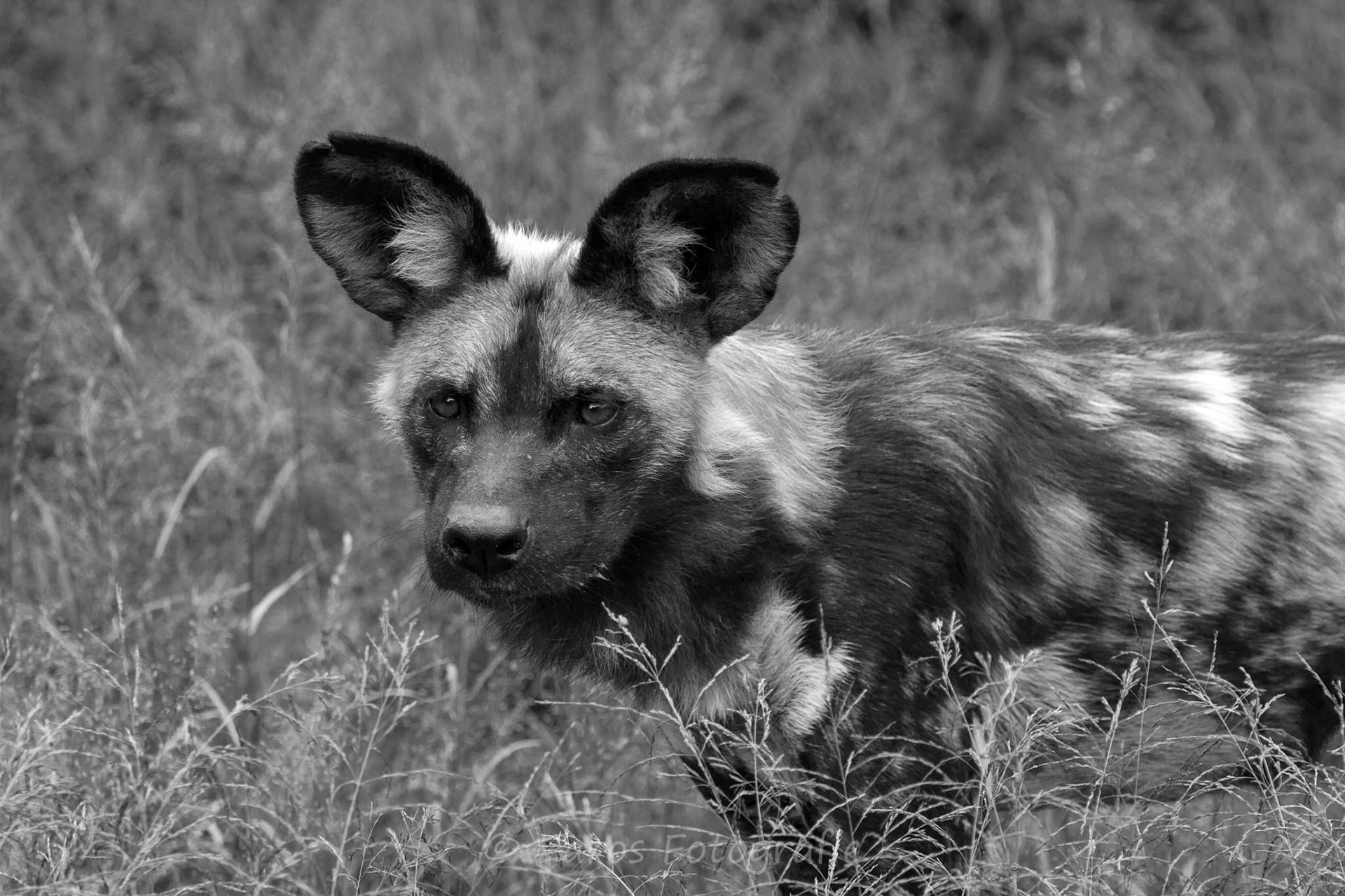 Wilde hond | Zuid-Afrika