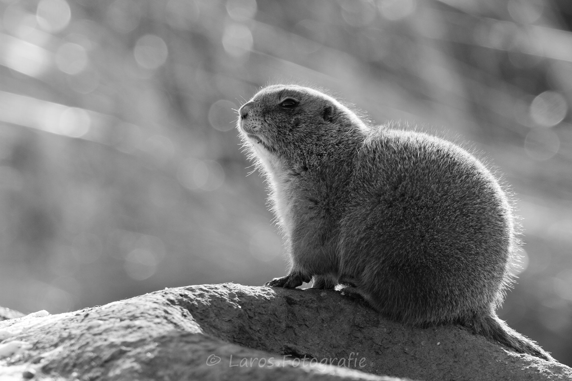 Dierentuin Amersfoort