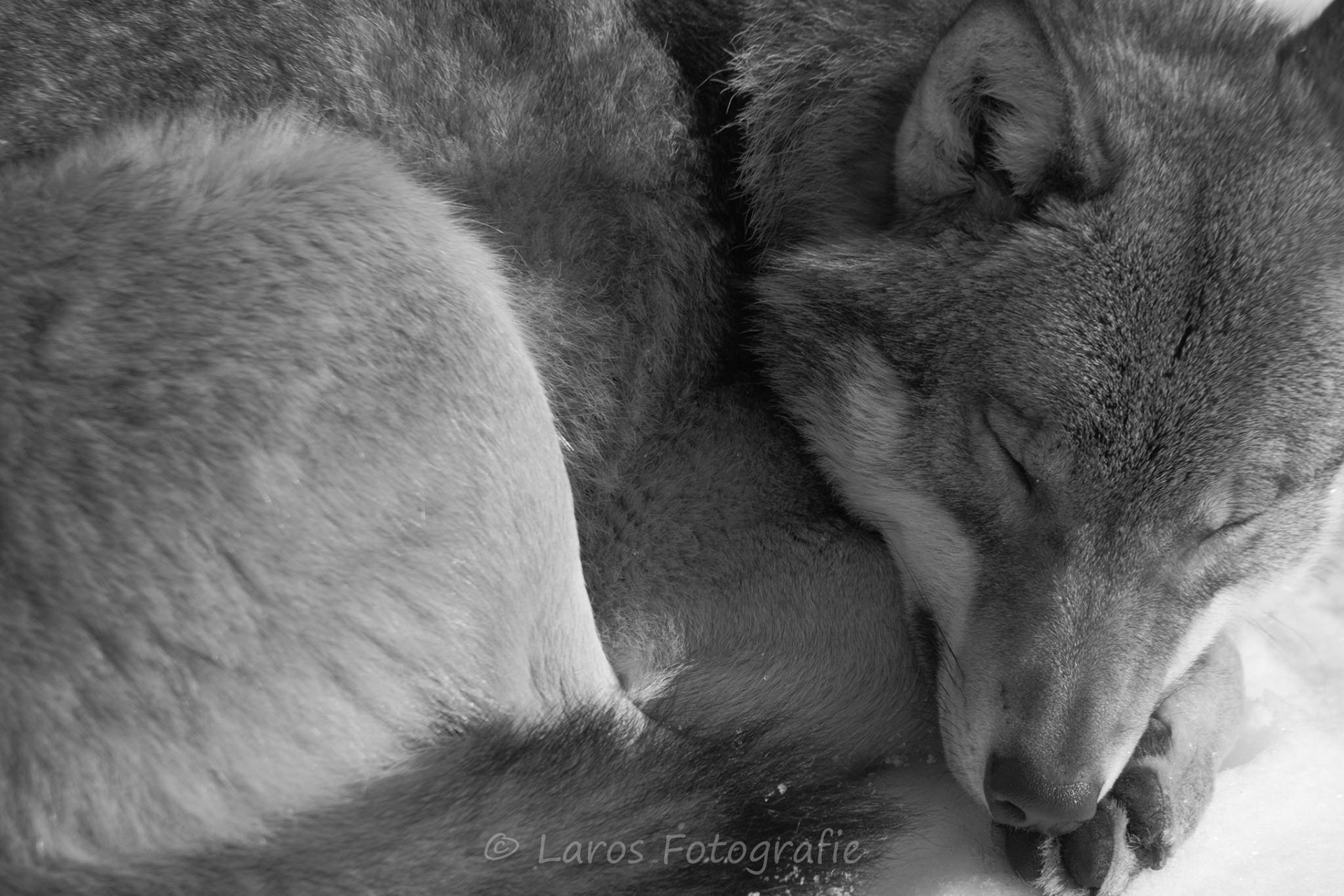 Wolf | Bayerische Wald