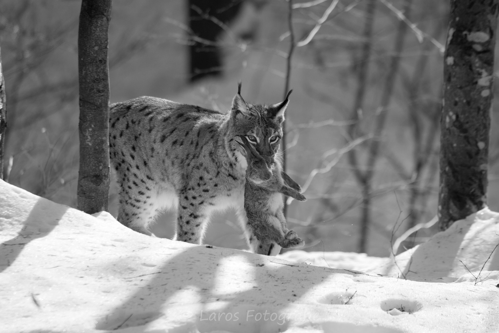Lynx met buit | Bayerische Wald