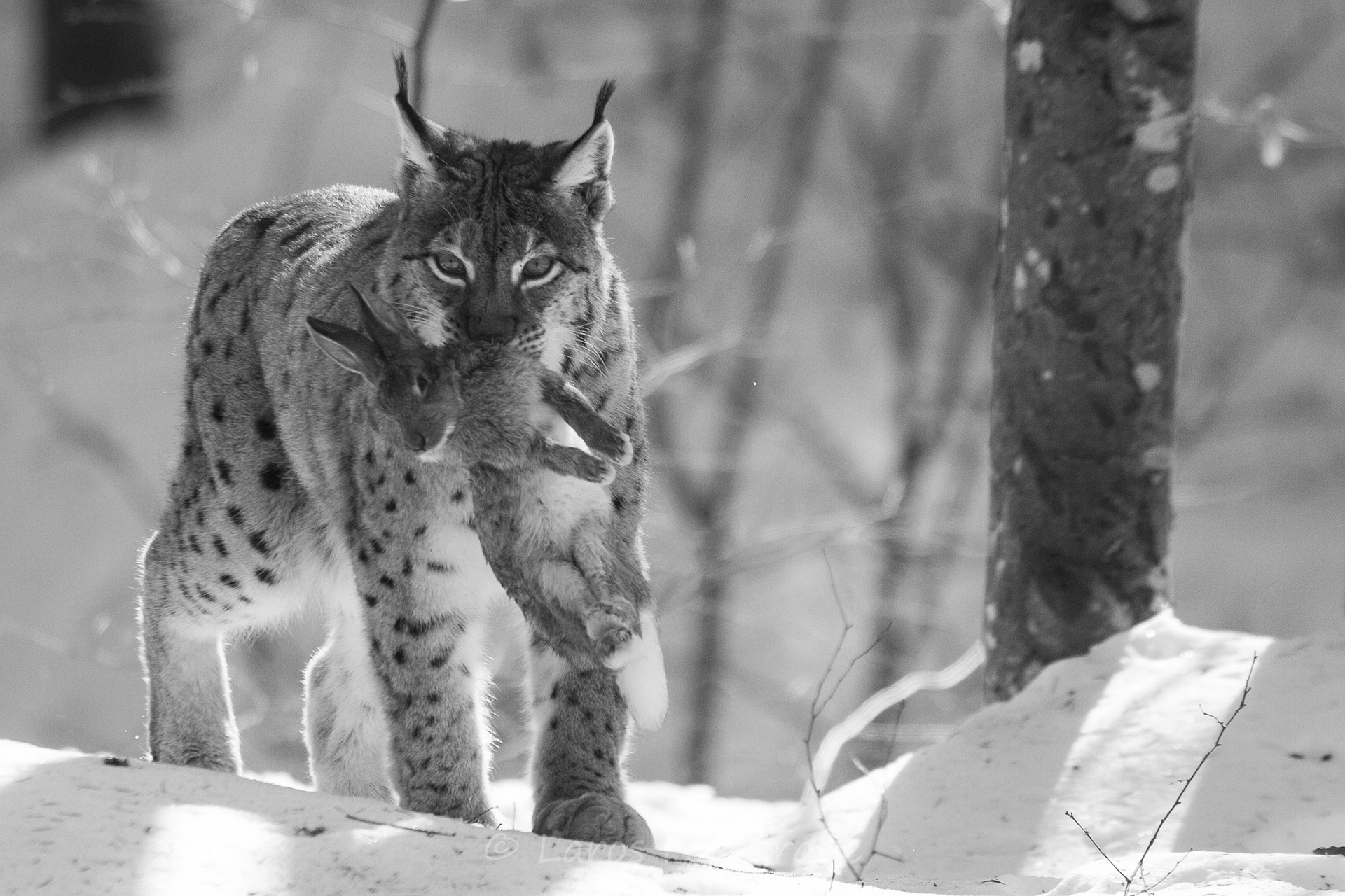 Lynx met buit | Bayerische Wald