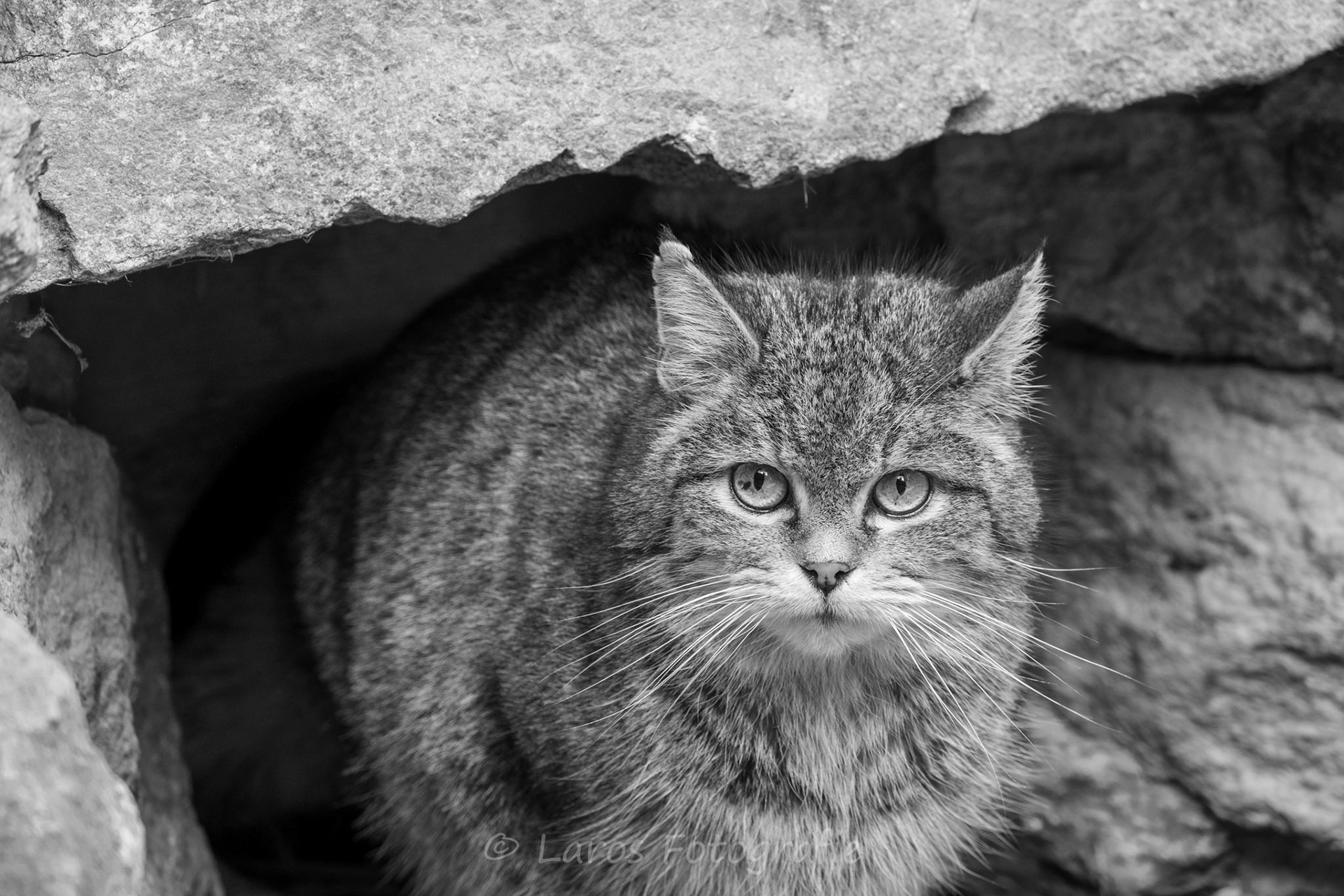 Europese kat | Bayerische Wald