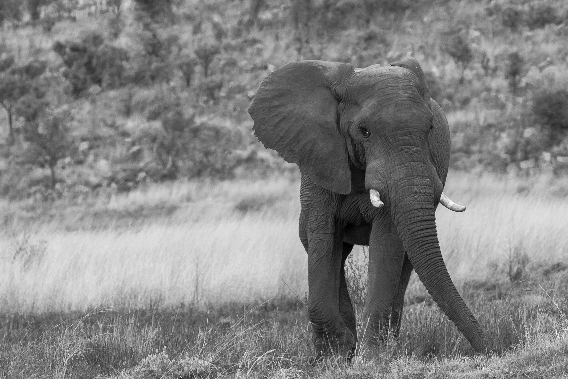 Olifant | Zuid-Afrika