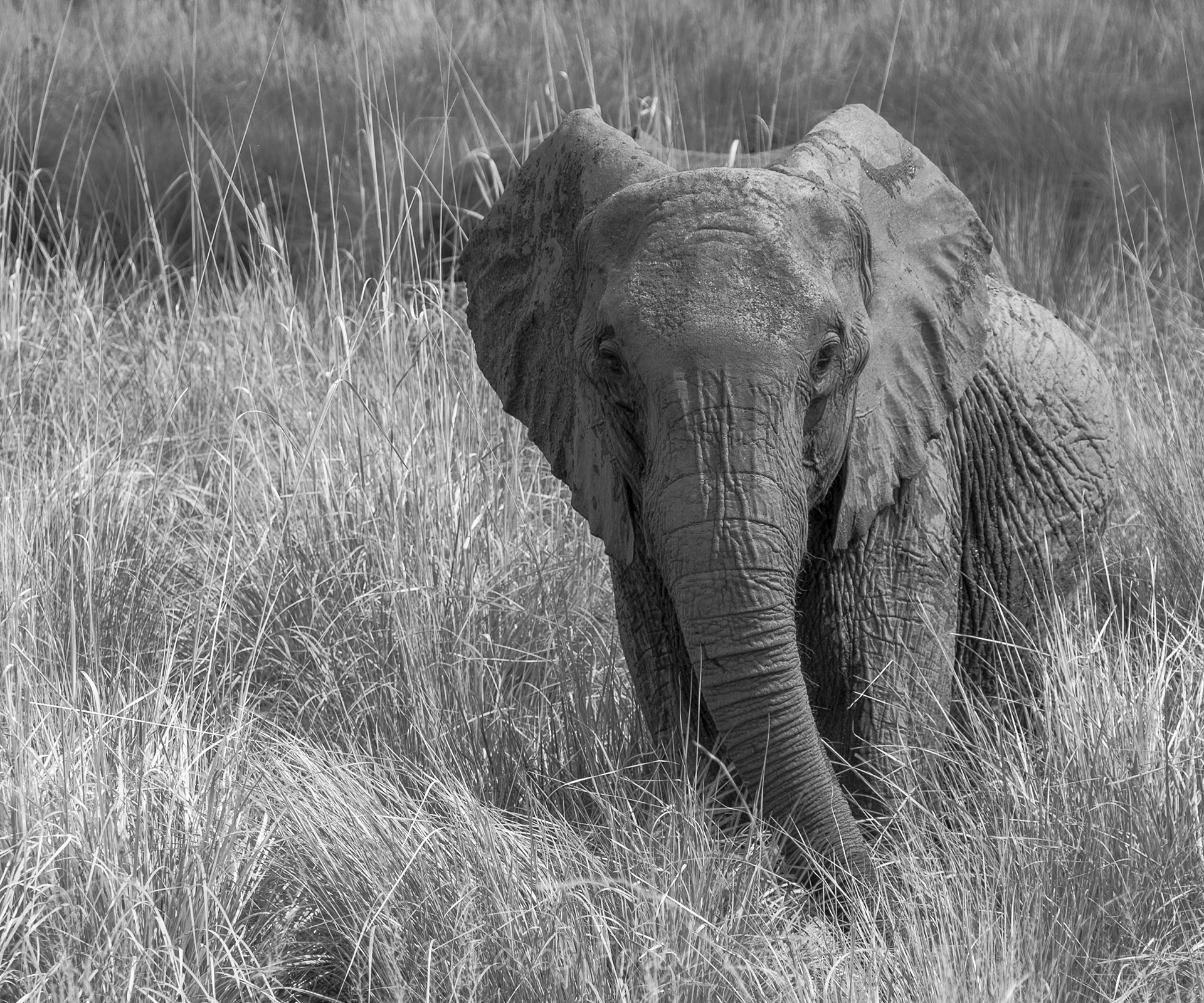 Olifant | Zuid-Afrika