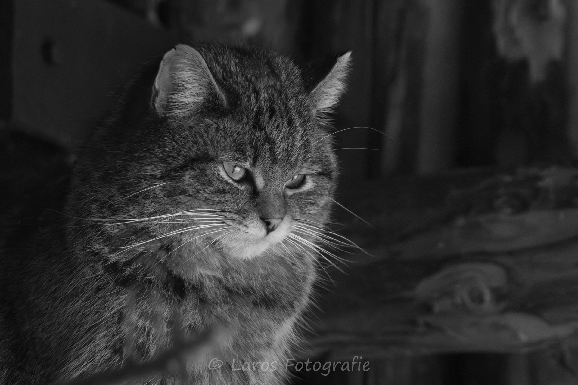 Europese kat | Bayerische Wald