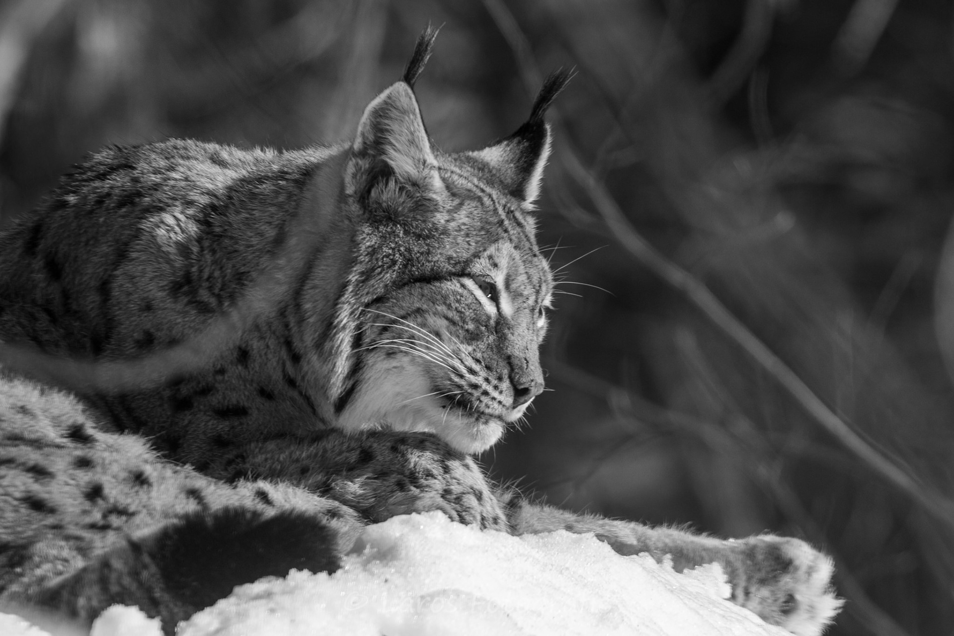 Lynx | Bayerische Wald
