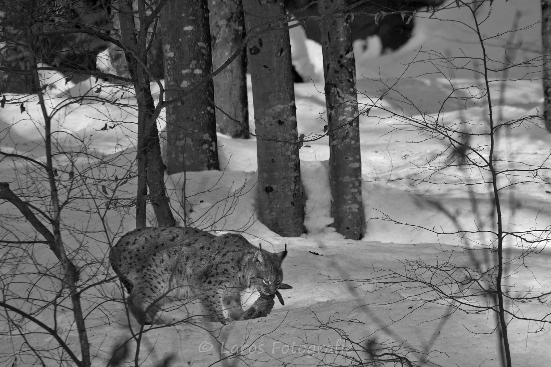 Lynx | Bayerische Wald