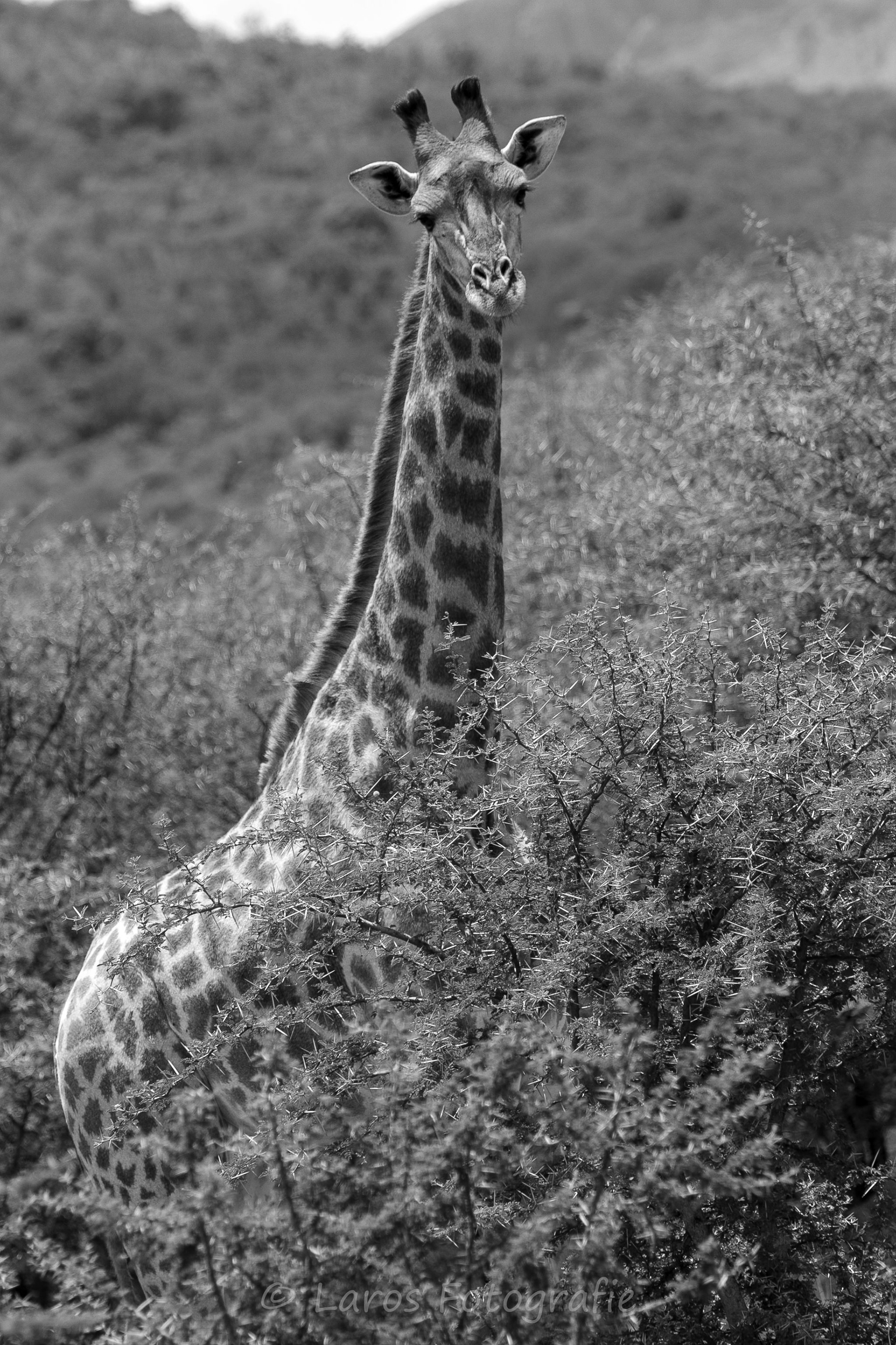 Giraffe | Zuid-Afrika