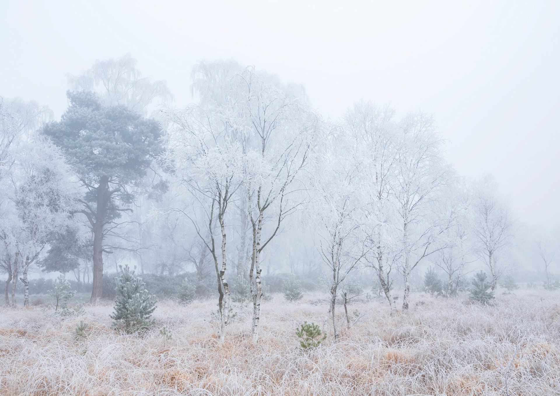 High key hoar frost on Strensall Common