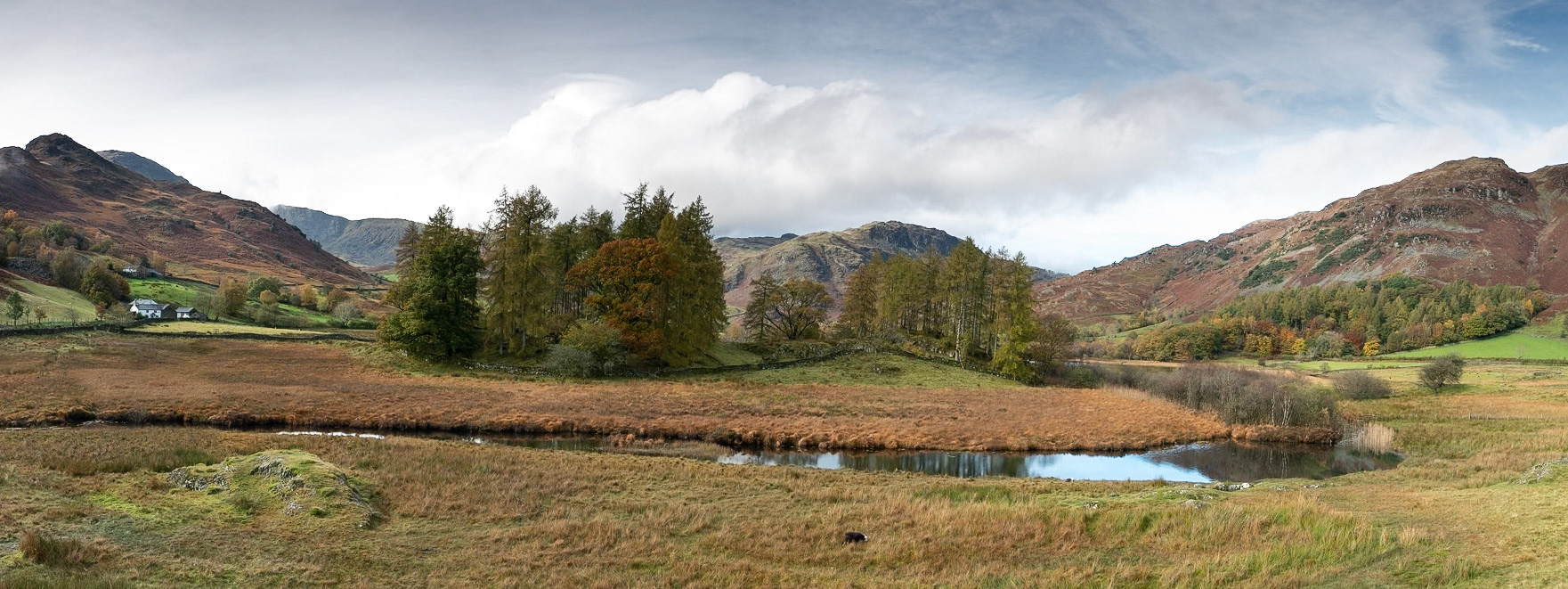 Copse of trees by Little Langdale Tarn