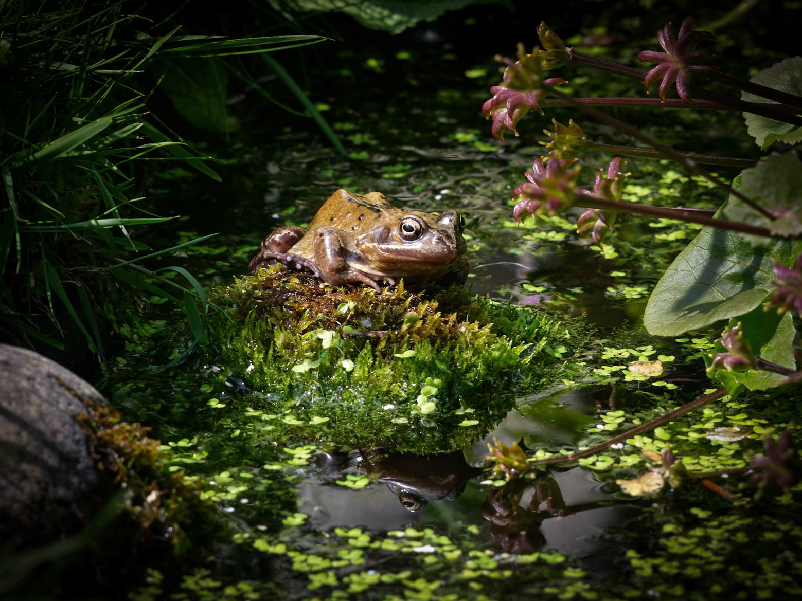 A reflection of Jeremy Fisher