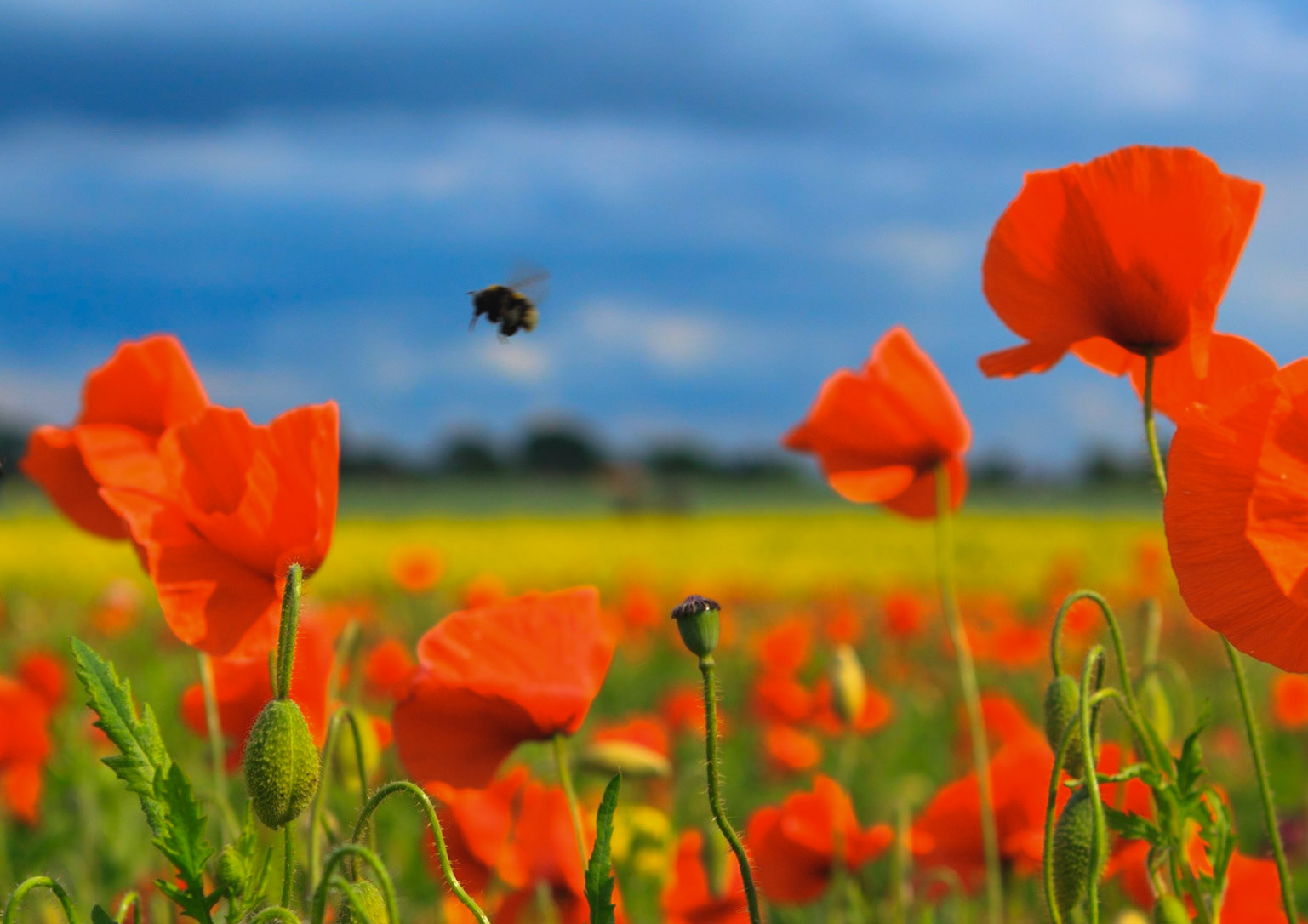 Bee, with Beehives in background