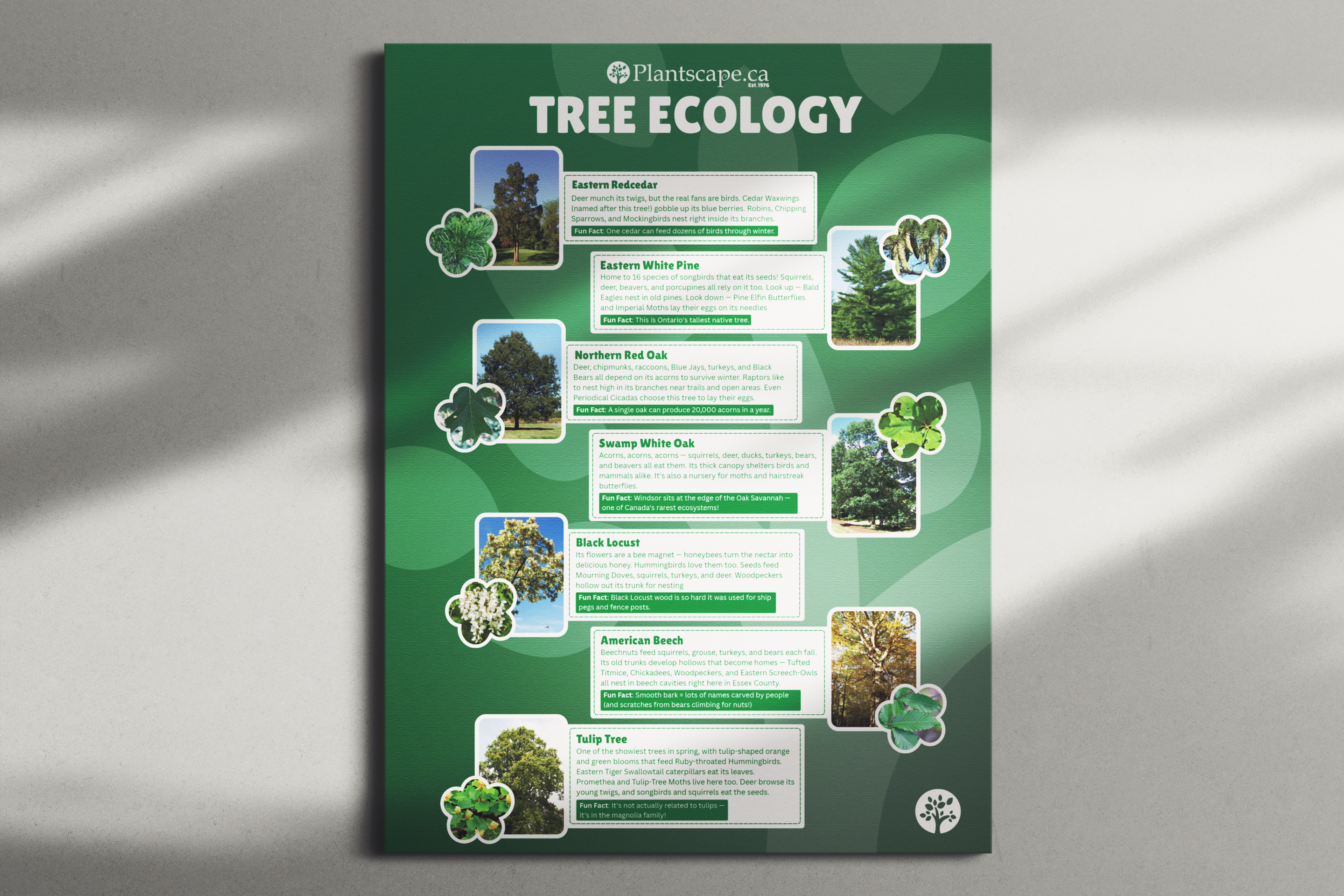 Tree Ecology Poster for Earth Day Event