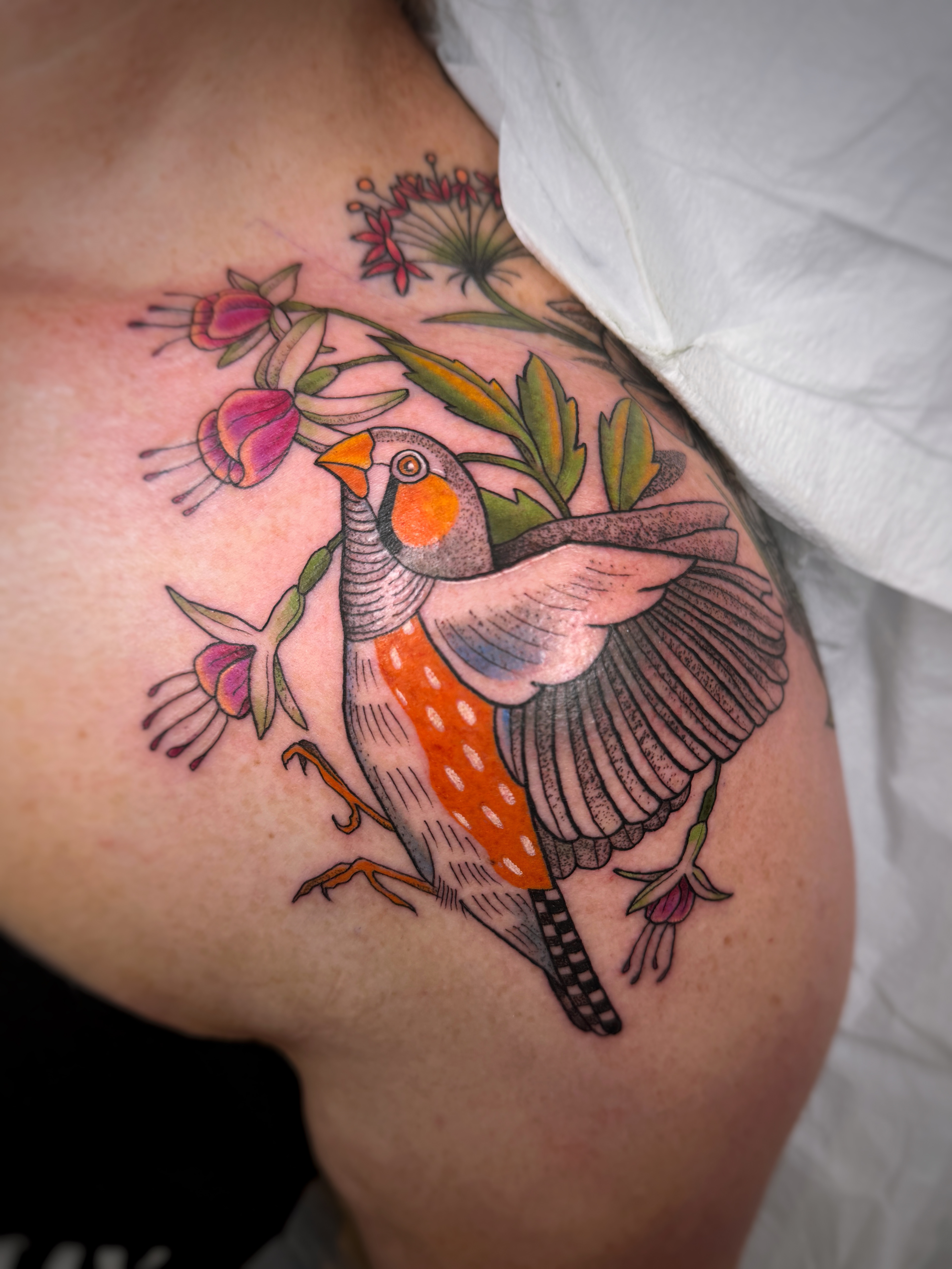 zebra finch