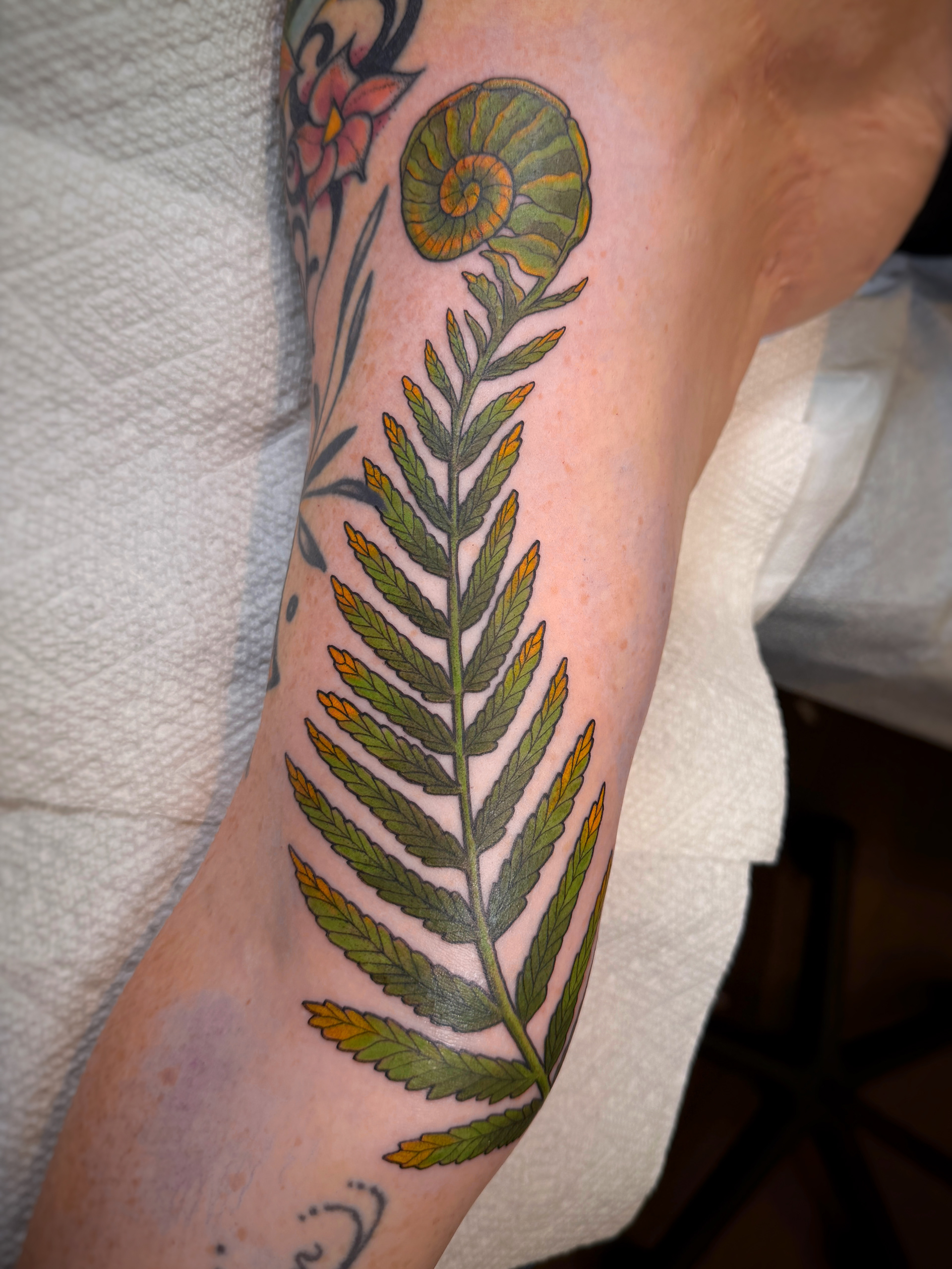 fern and fiddle head