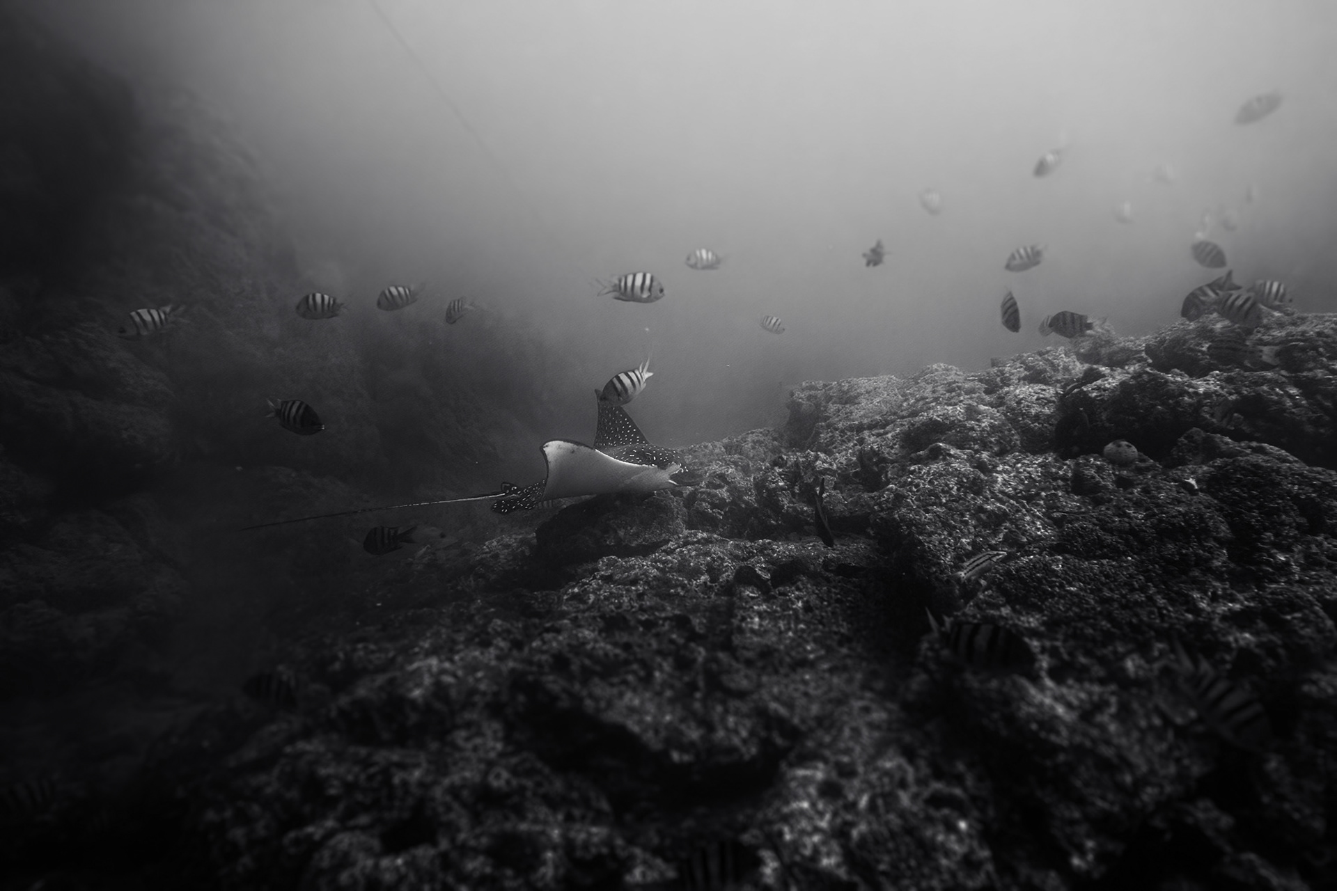 Spotted stingray getting some lunch at the rocks of Catalinas.