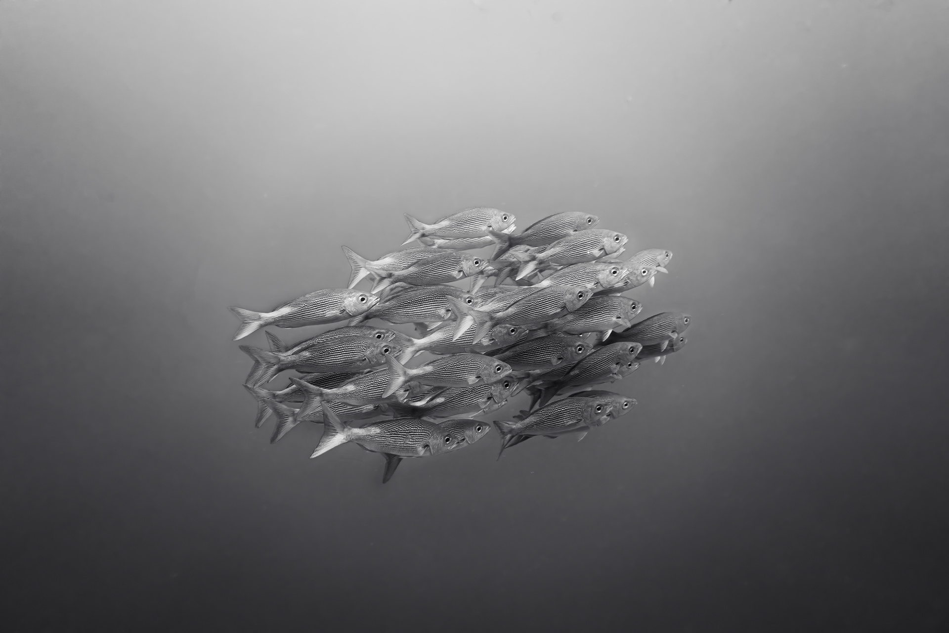 A school of fish in the form of a ball.