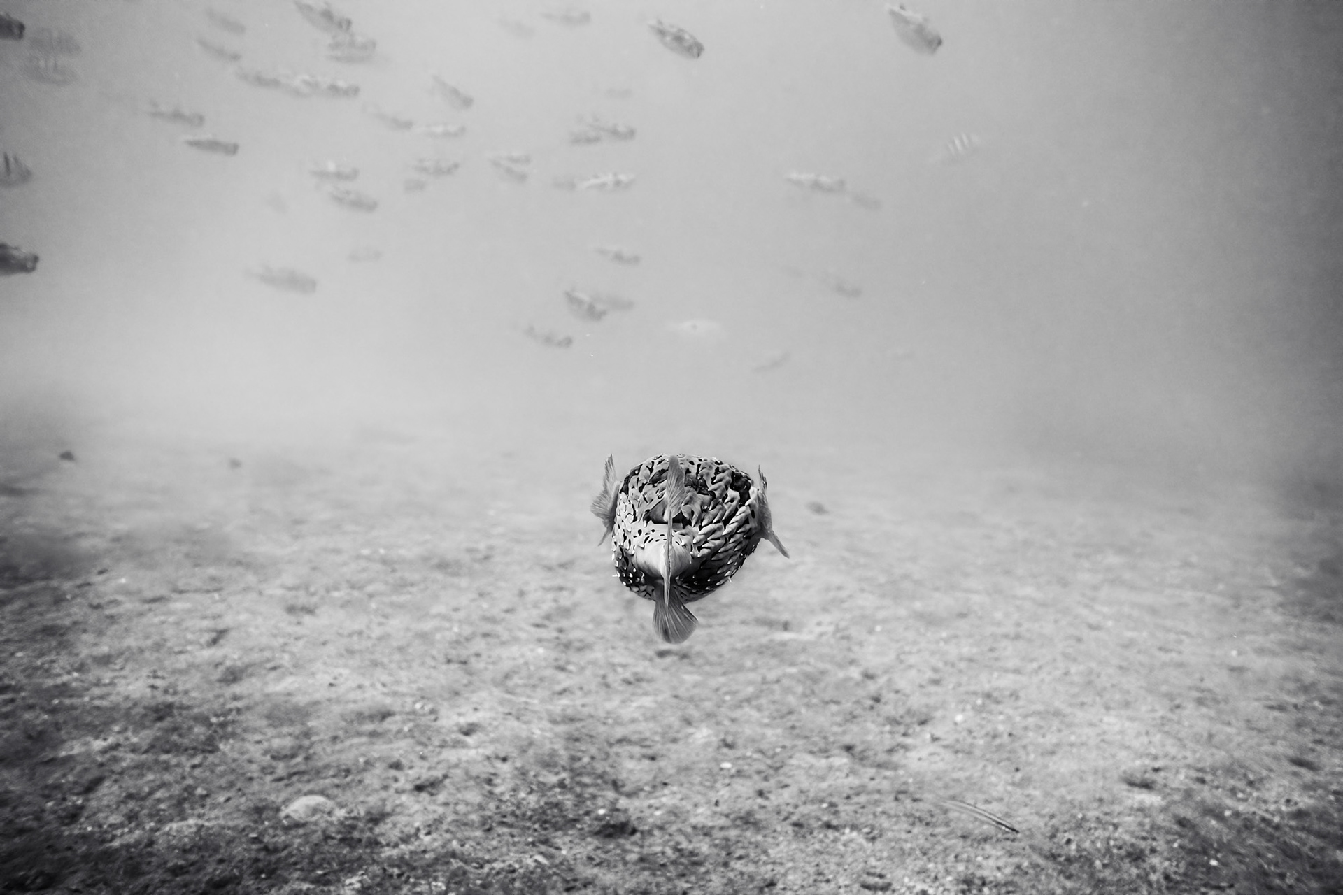 Focus on one puffer fish on the foreground and a school of pufferfish in the background.
