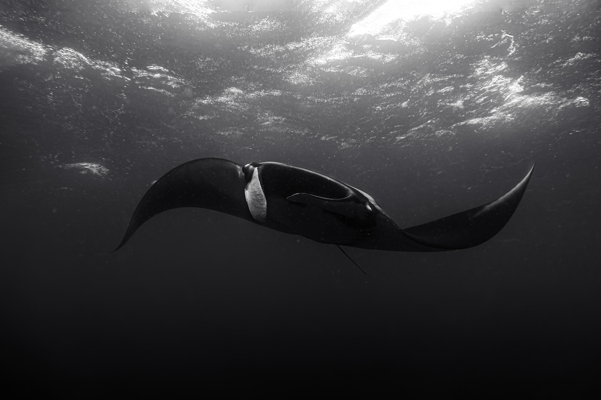 A giant manta dancing in front of the camera.