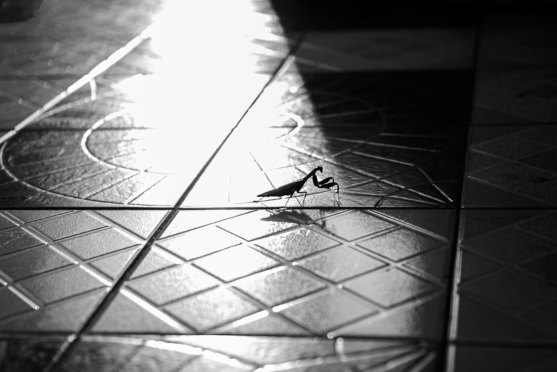 Mantis crossing