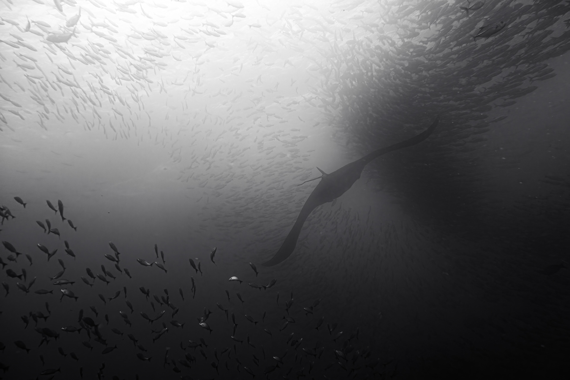 A manta seen swimming away amidst giant schools of fish.