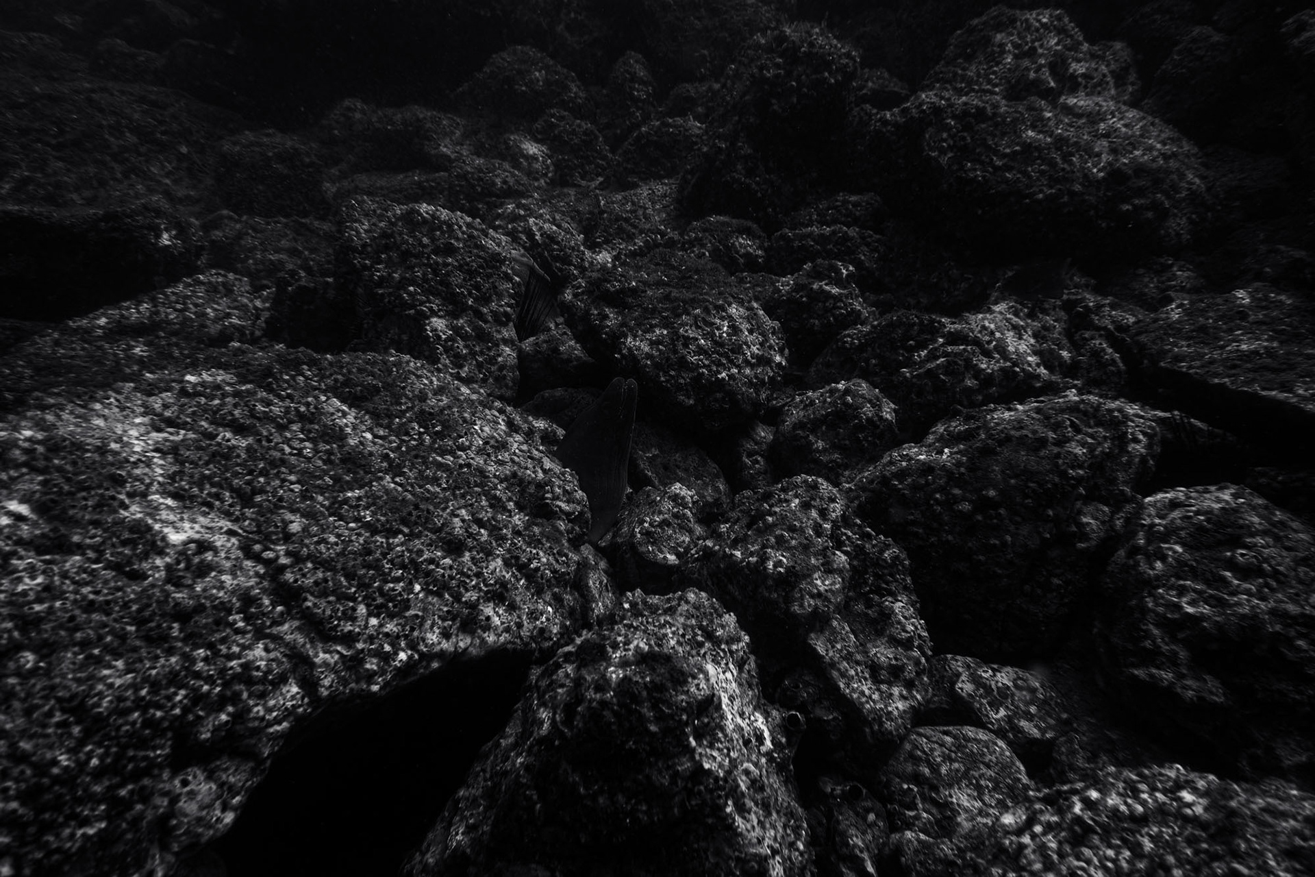 Murray eel popping out of the rocks.