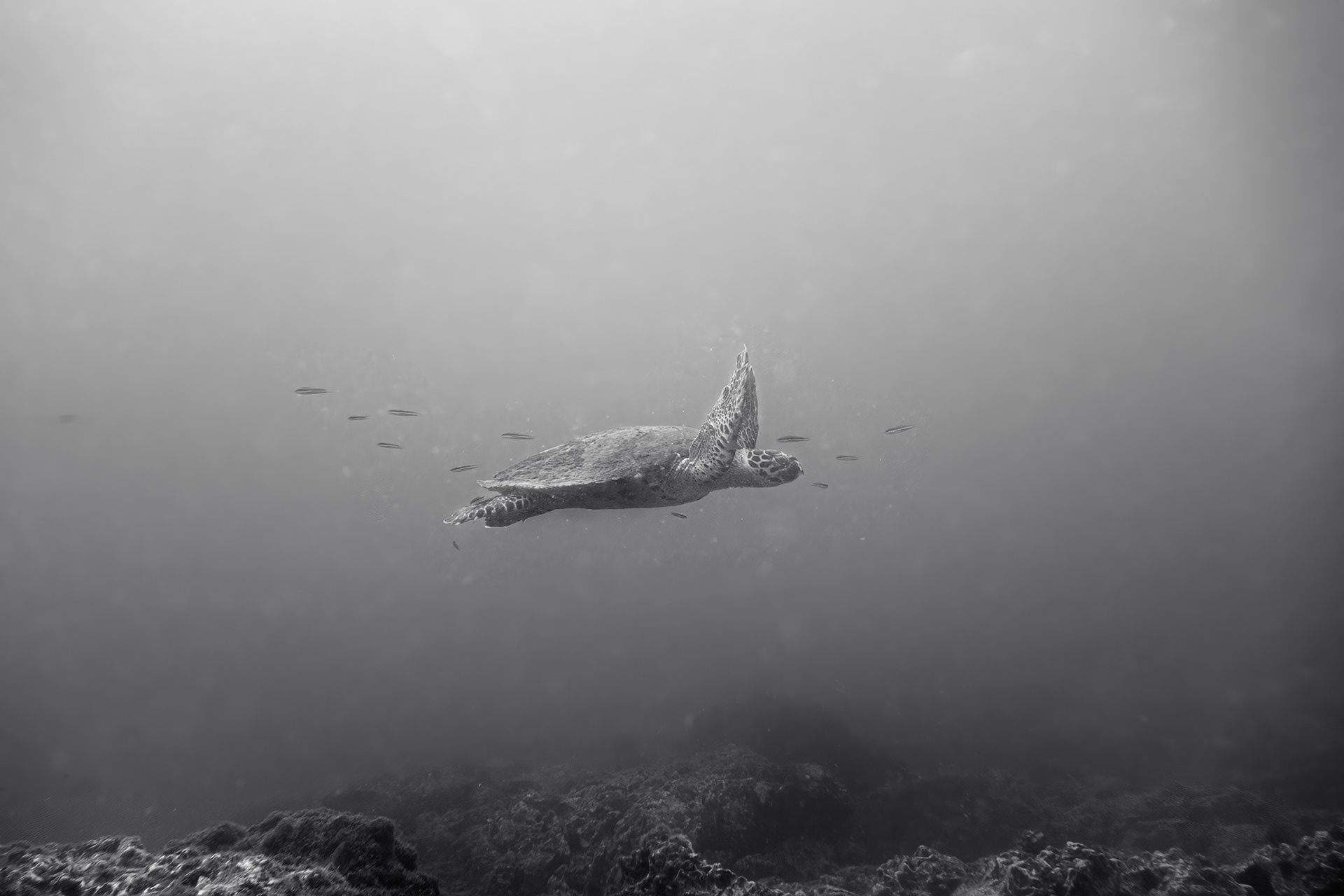 A swimming turtle with his forearms up.