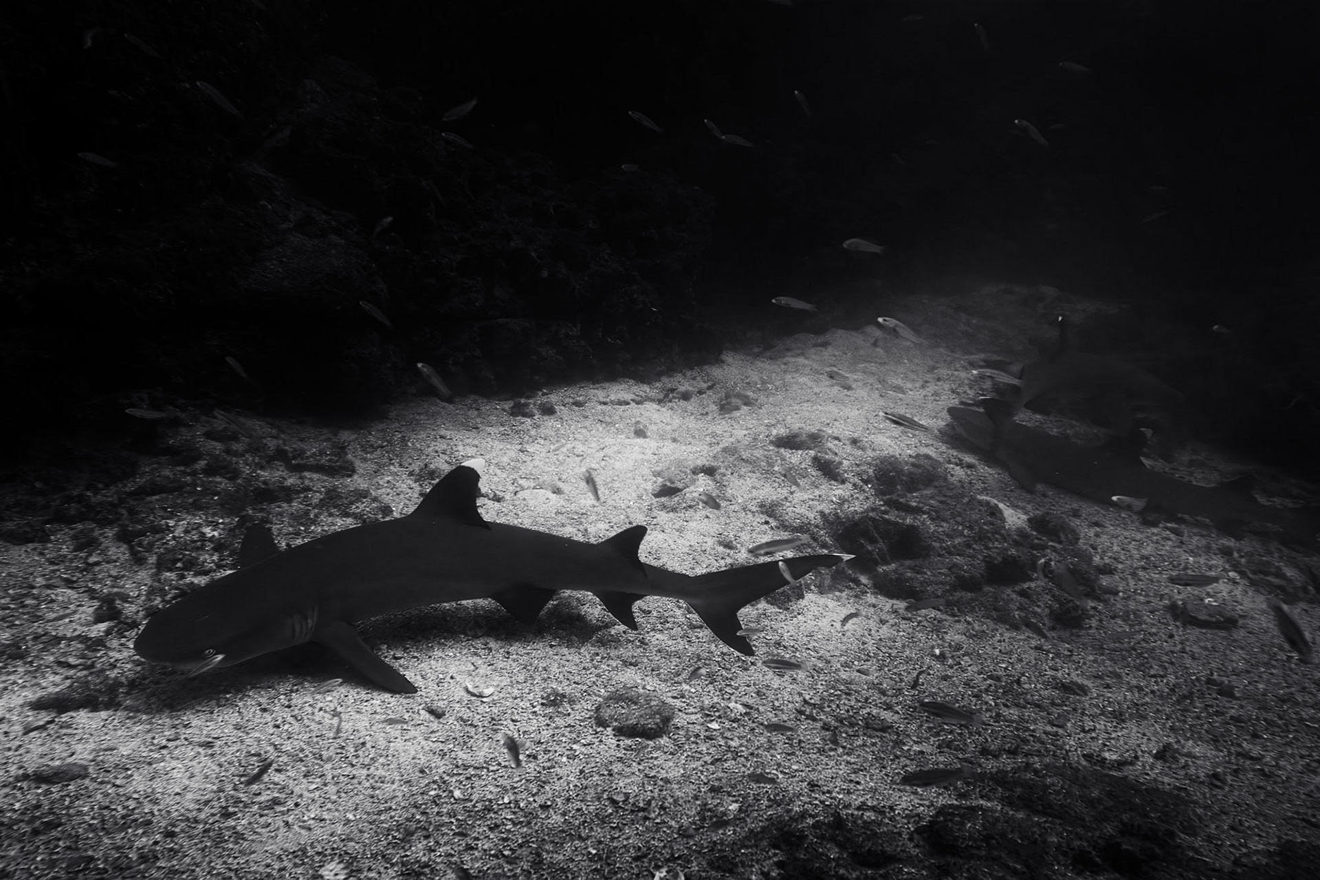 Two white tip reef sharks in the sand.