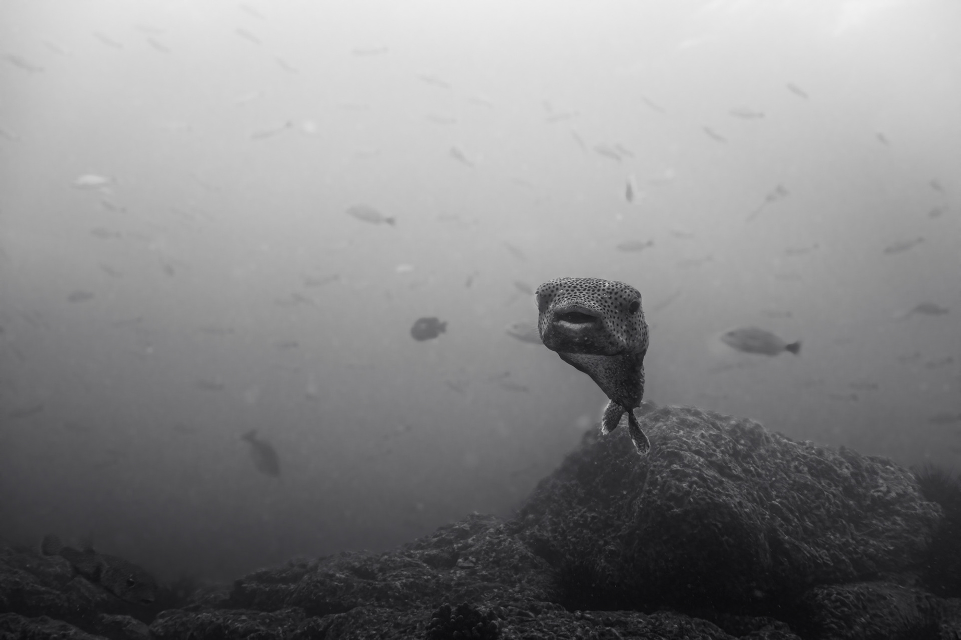 A puffer fish greeting the camera and school of fish in the background.