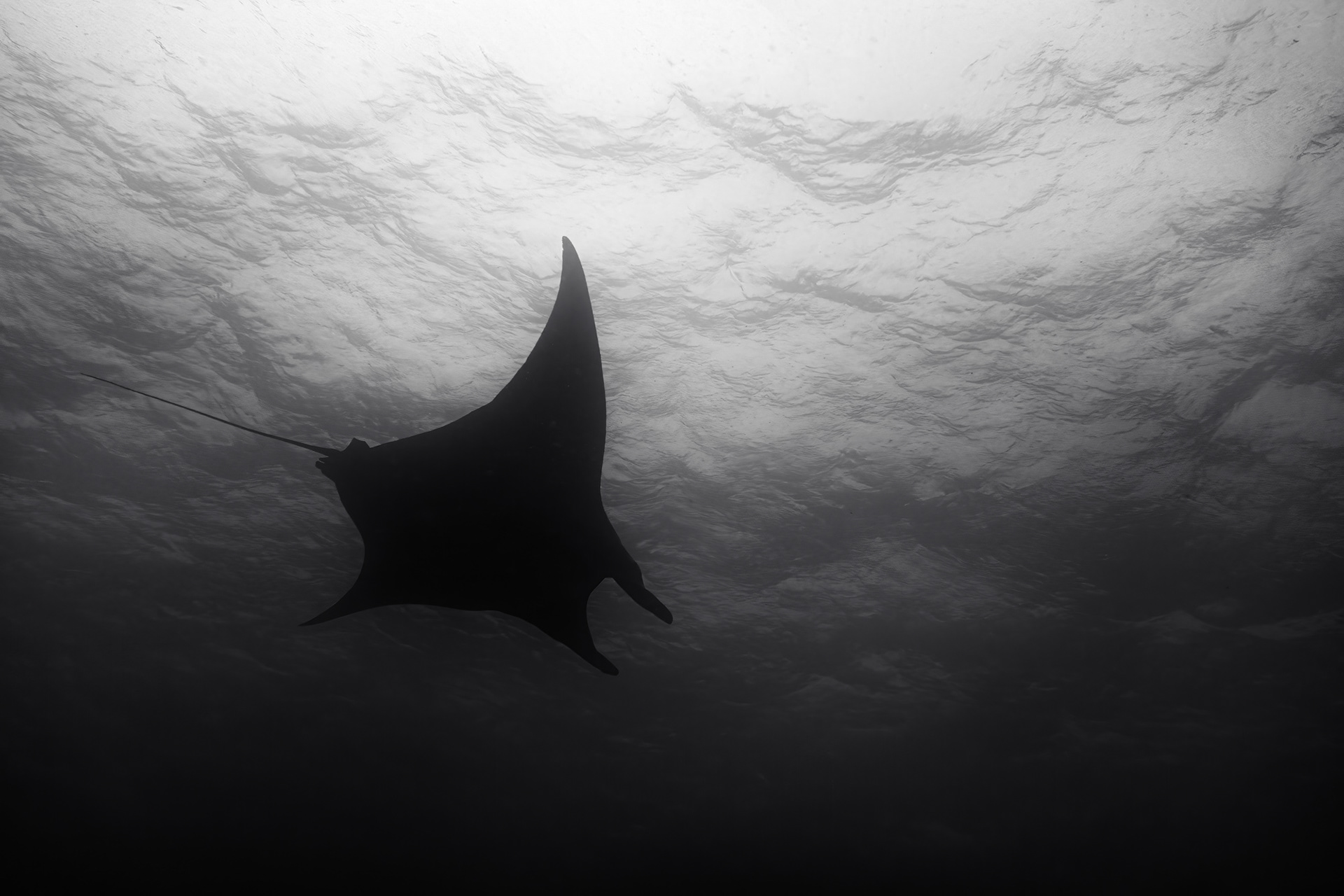 A giant manta swimming over in backlight.