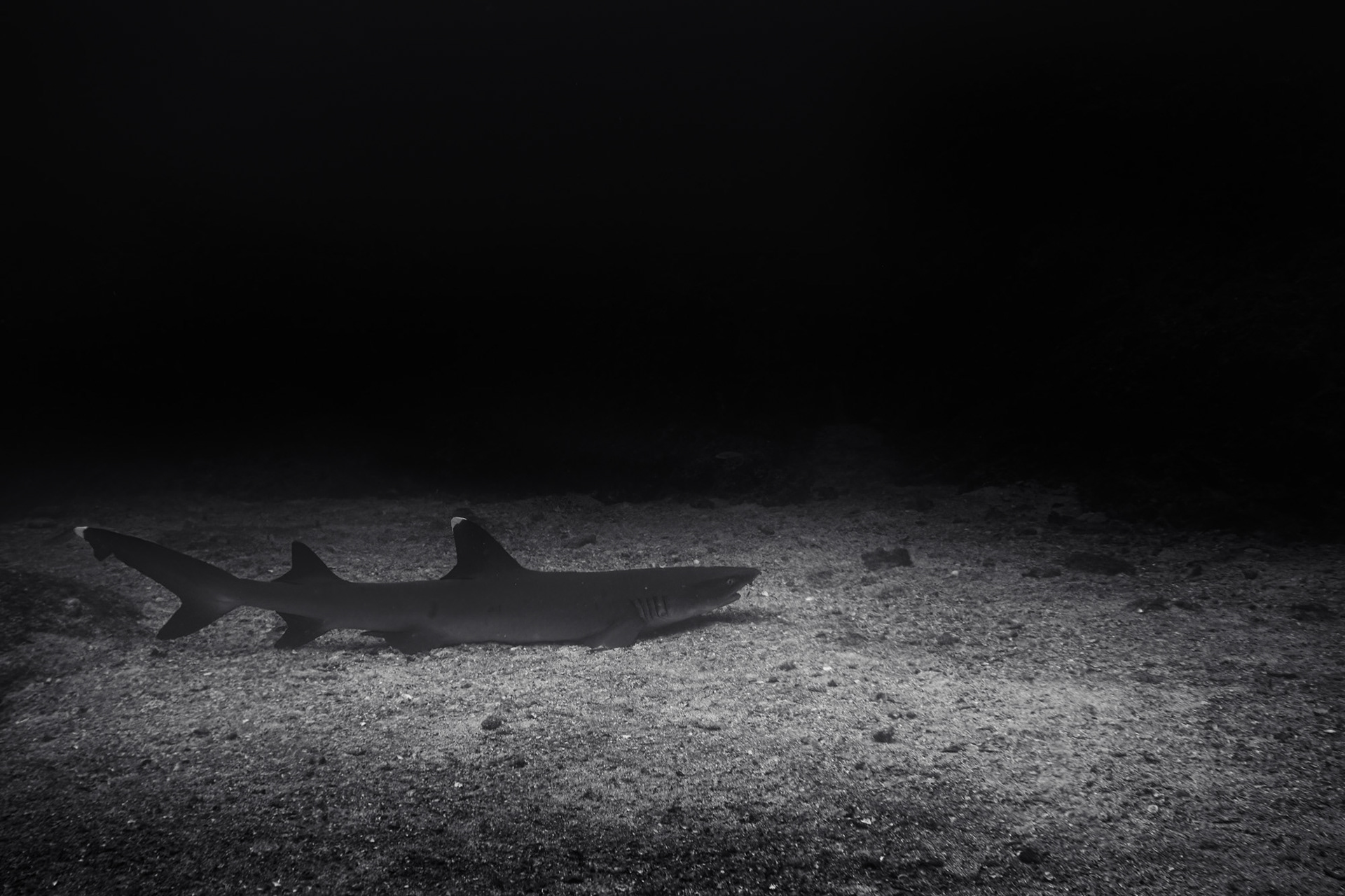 White tip reef shark resting on a sandbank.