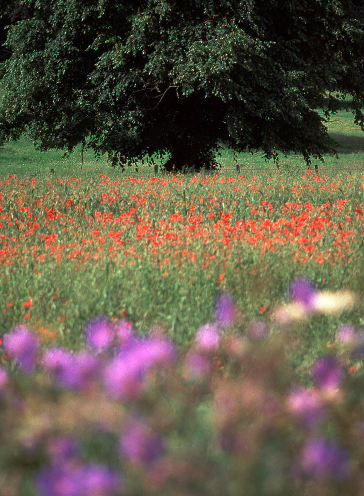 POPPY FIELD NEAR COATES. An original photograph by Chris Rose. Image size: 39cm x 28cm. For Sale: £18