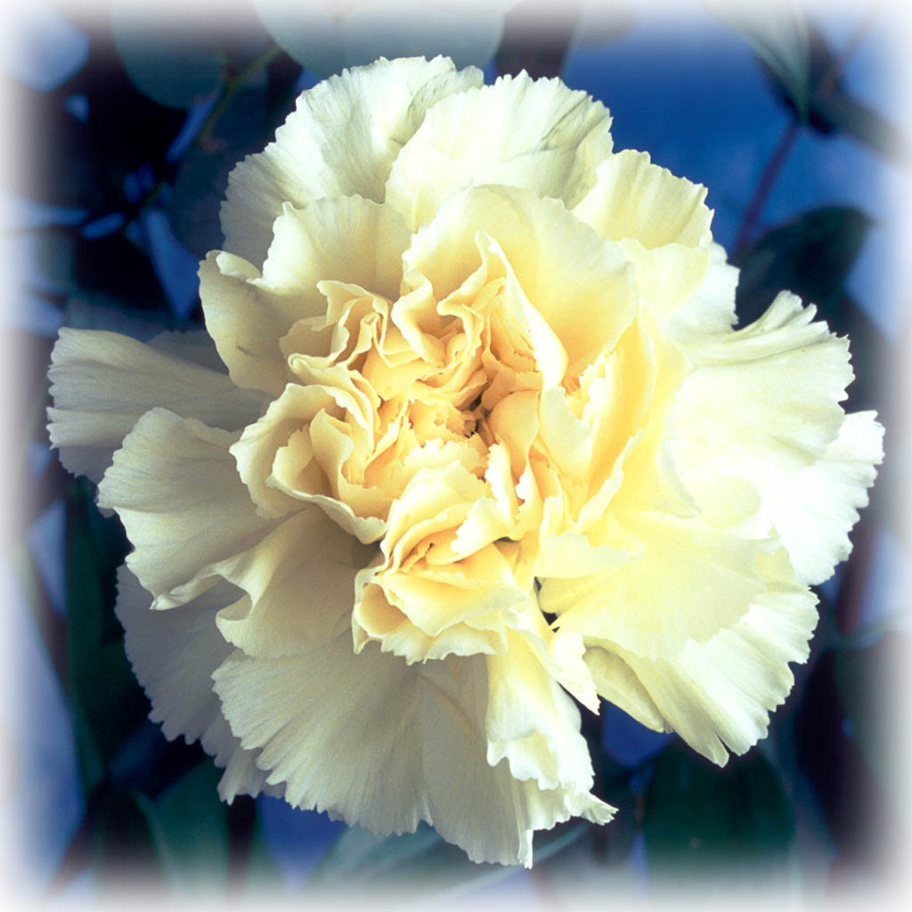 WHITE CARNATION. An original photograph by Chris Rose. Image size: 31cm x 31cm. For Sale: £15