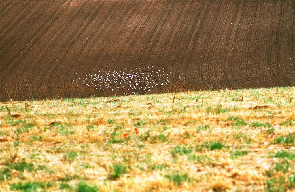 PART-PLOUGHED FIELD ABSTRACT. An original photograph by Chris Rose. Image size: 29cm x 44cm. For Sale: £18