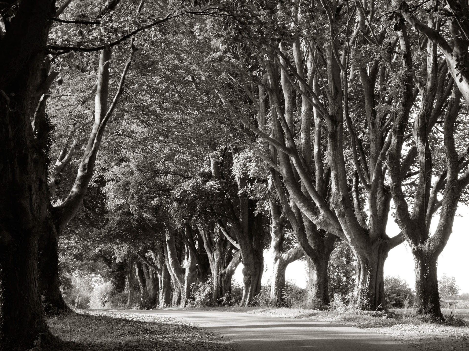 CHAVENAGE LIMES. An original photograph by Chris Rose. Image size: 20cm x 29cm. Mount size: 30cm x 40cm. FOR SALE £19.