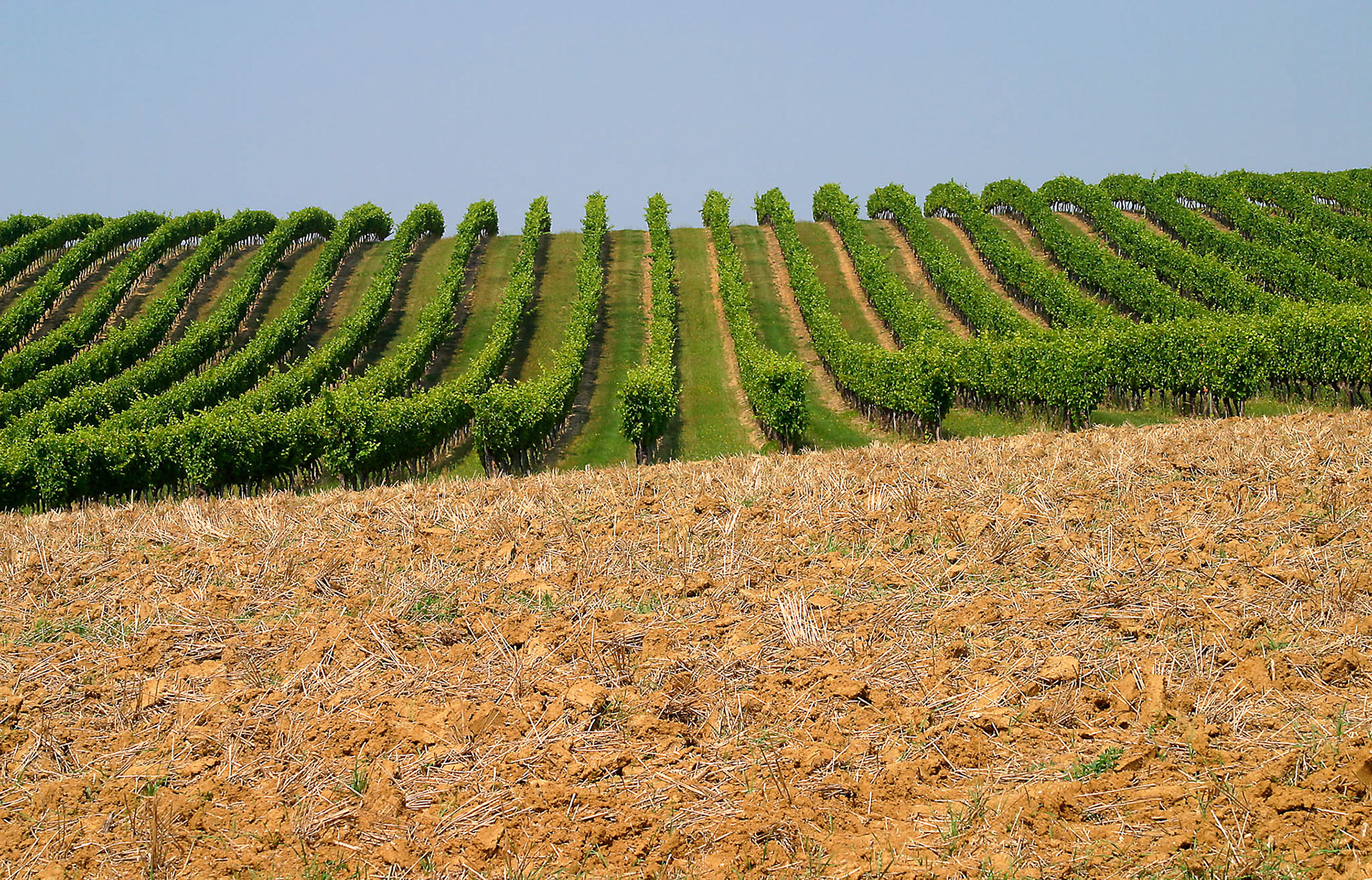 PLOUGHED FIELD AND HILLSIDE VINES. An original photograph by Chris Rose. Image size: 29cm x 44cm. For Sale: £18