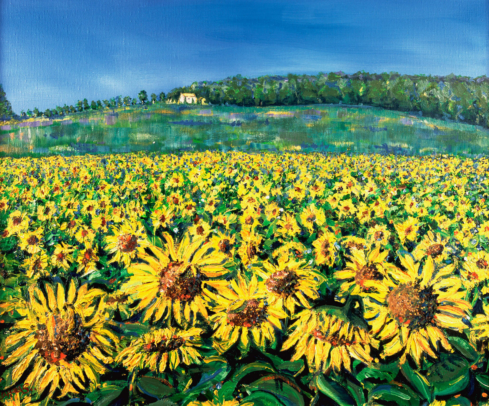 GASCONY SUNFLOWERS. From an original painting by Diana Aungier-Rose. Print size: 39cm x 35cm. For Sale: £18