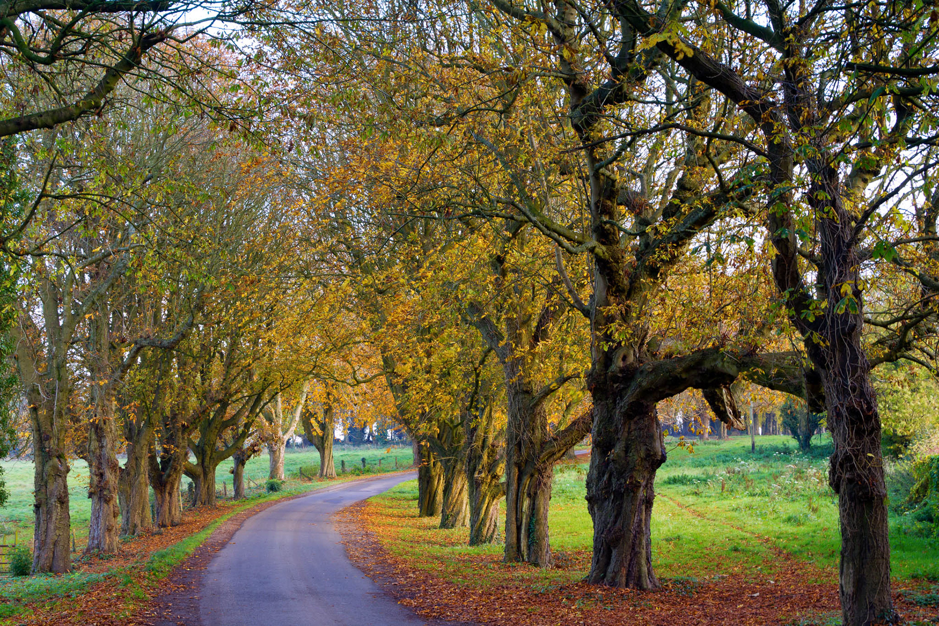AUTUMN AVENUE, CHAVENAGE. An original photograph by Chris Rose. Image size: 25cm x 37cm. For Sale: £15
