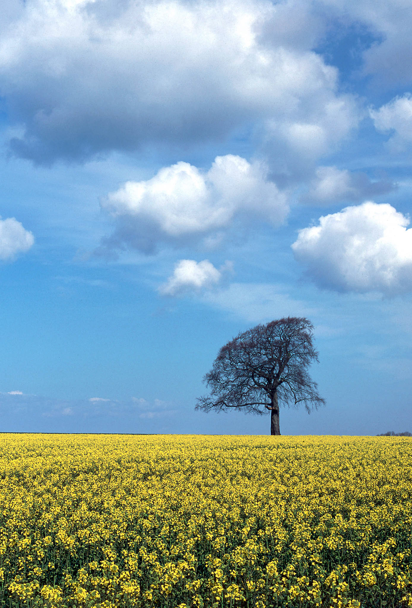 LONE TREE NEAR CALCOT. An original photograph by Chris Rose. Image size: 41cm x 30cm. For Sale: £18