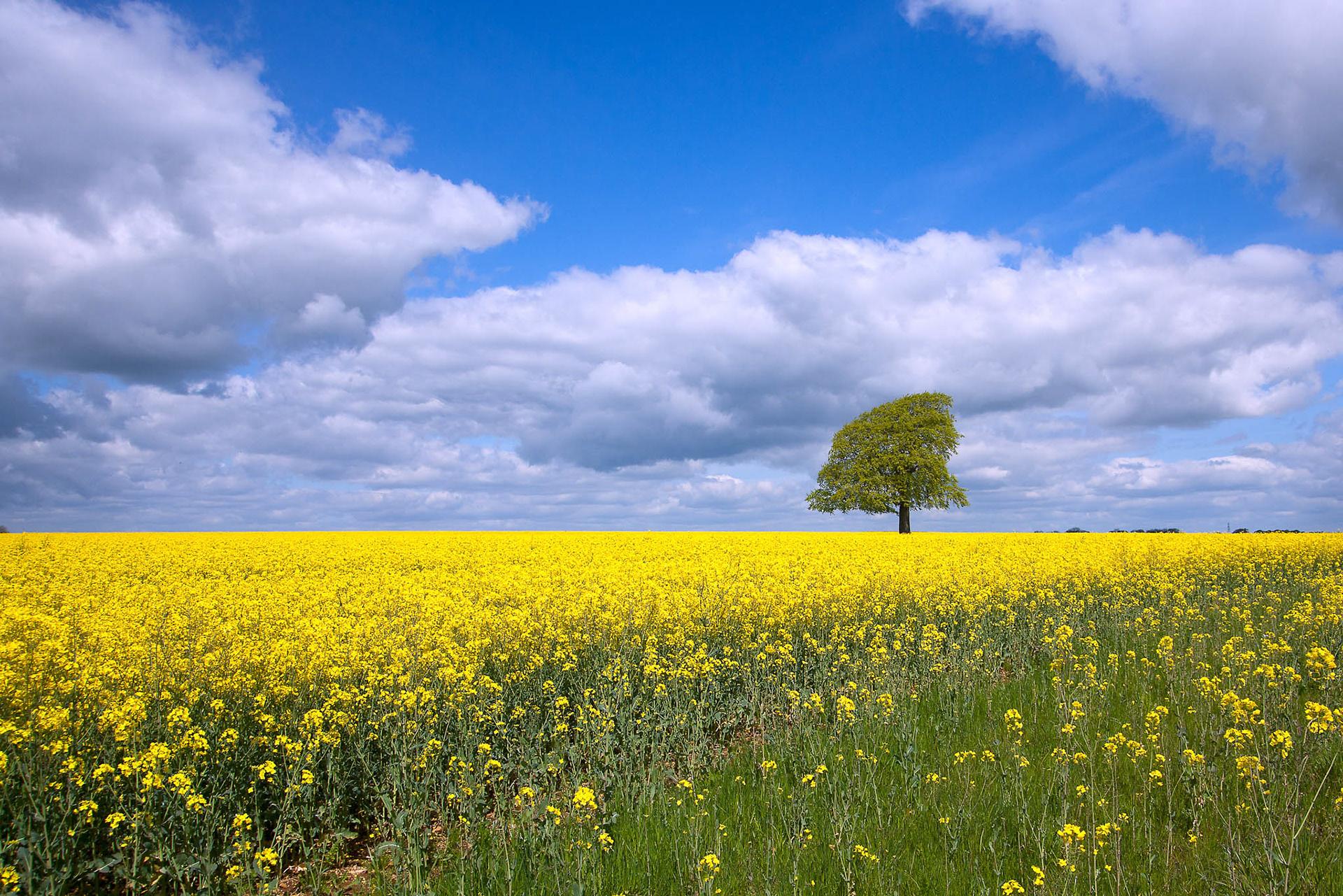 SPRING NEAR CALCOT.. An original photograph by Chris Rose. Image size: 18cm x 29cm. Mount size: 30cm x 40cm. FOR SALE £19.