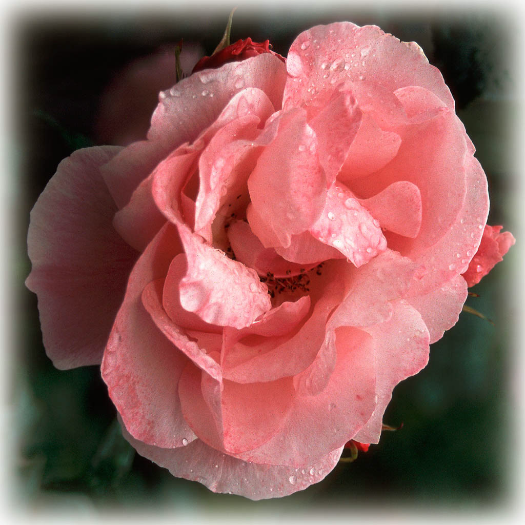 OLD PINK ROSE. An original photograph by Chris Rose. Image size: 31cm x 31cm. For Sale: £15